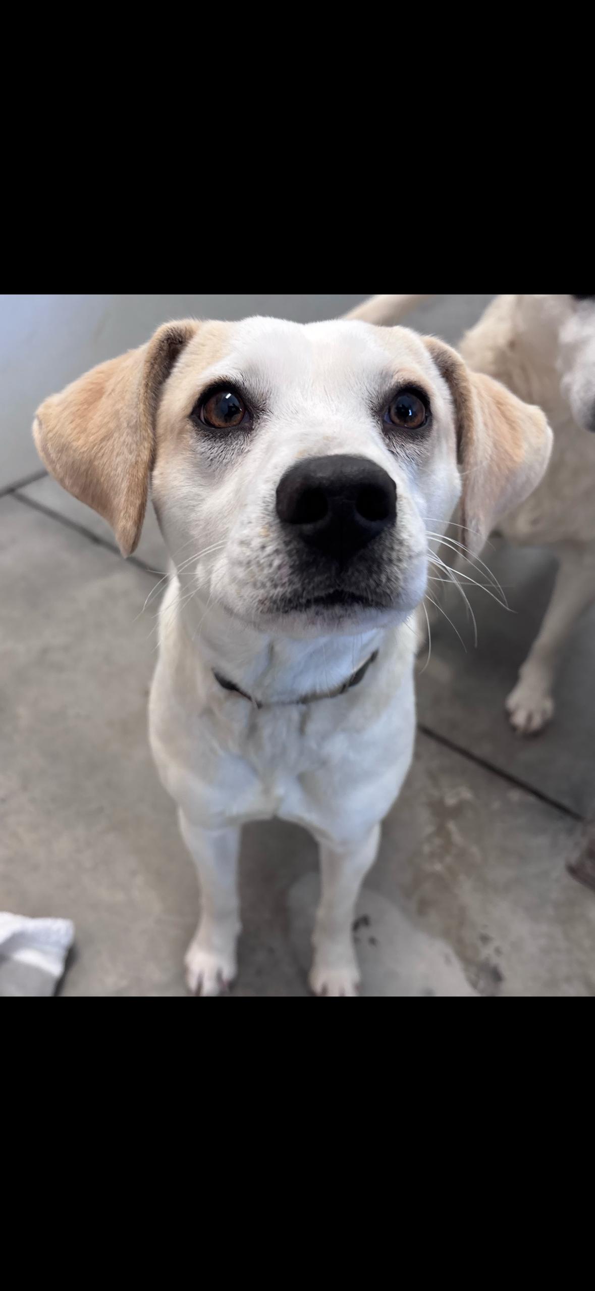 Enlarge Frank , a ADOPTABLE mixed breed in Howes Cave, NY image 3/5