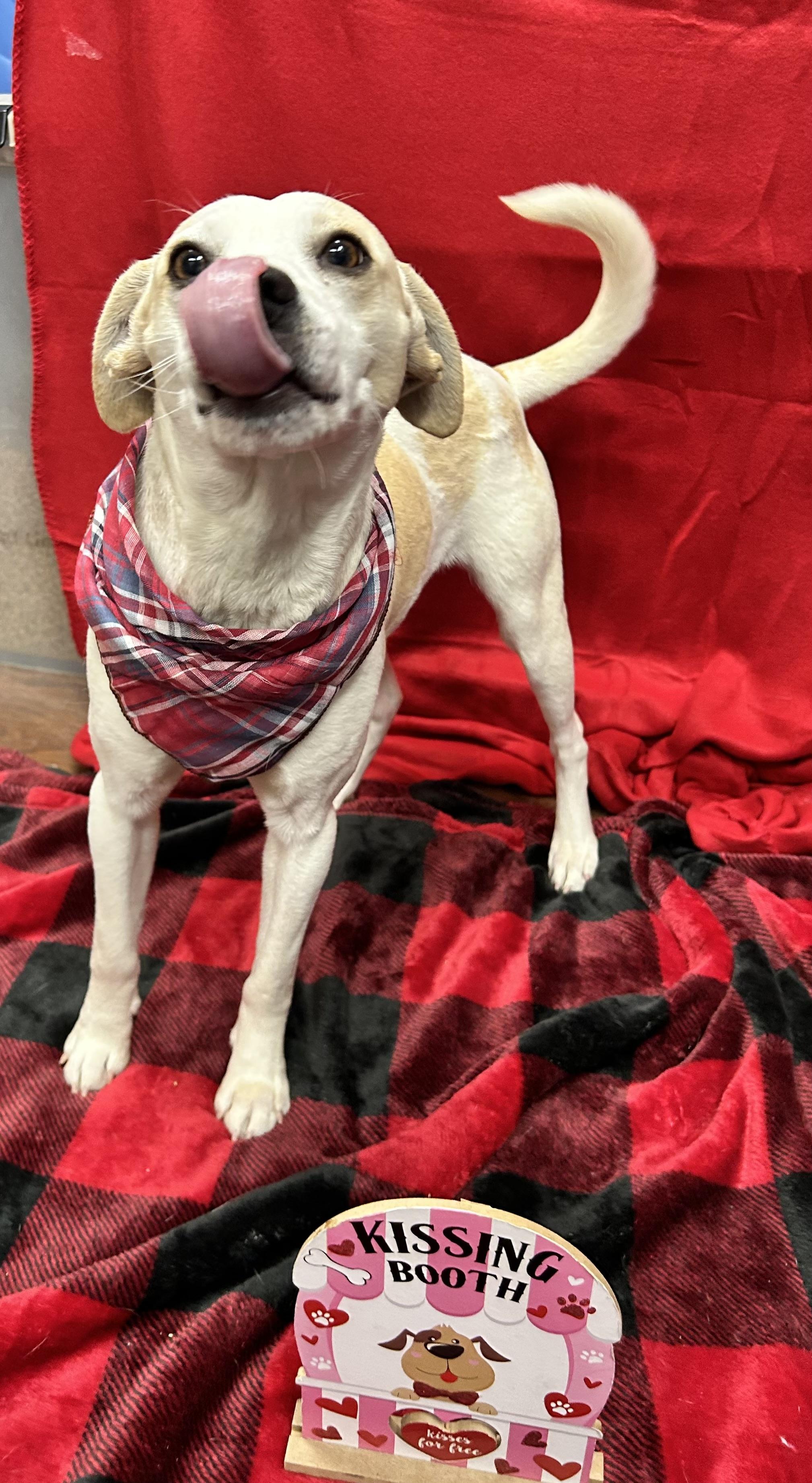 Enlarge Frank , a ADOPTABLE mixed breed in Howes Cave, NY image 5/5