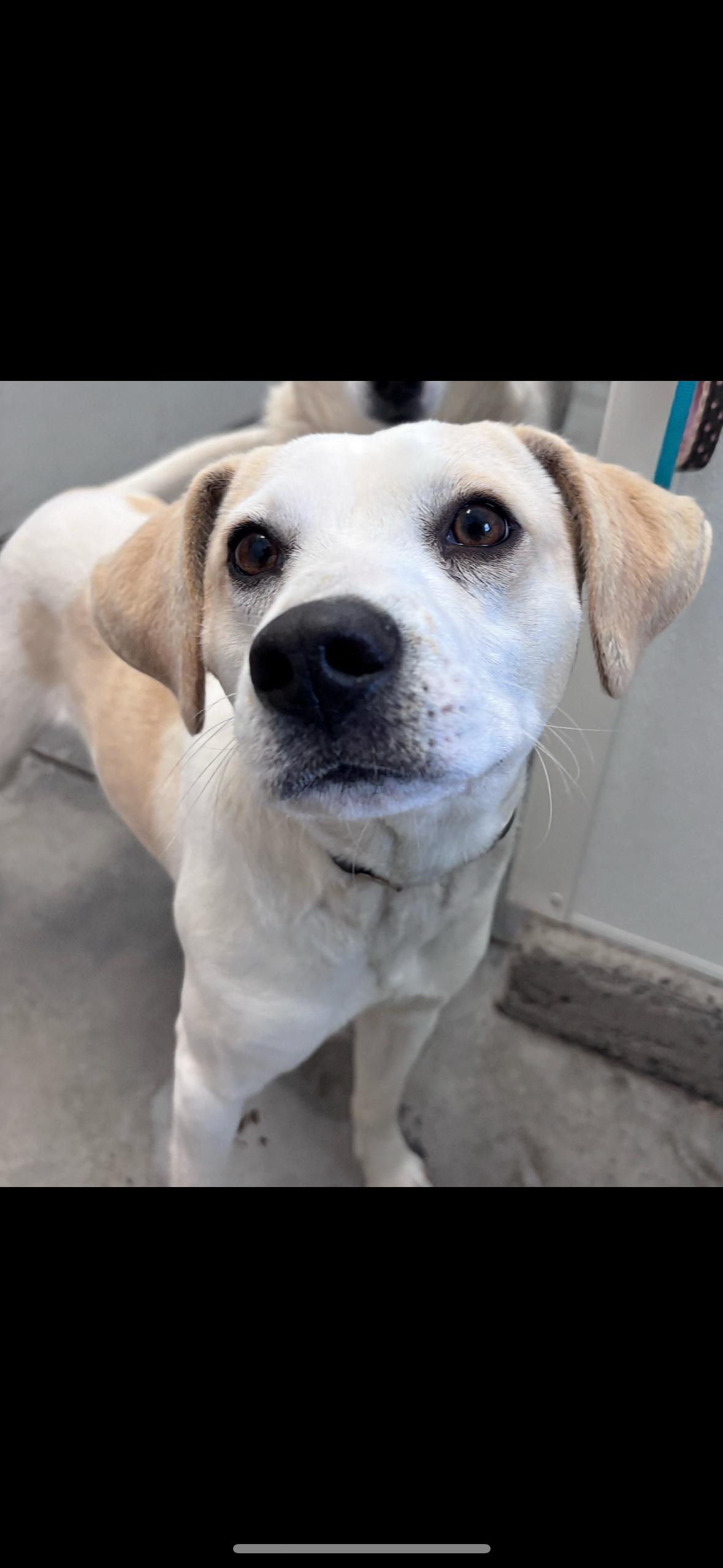 Enlarge Frank , a ADOPTABLE mixed breed in Howes Cave, NY image 2/5