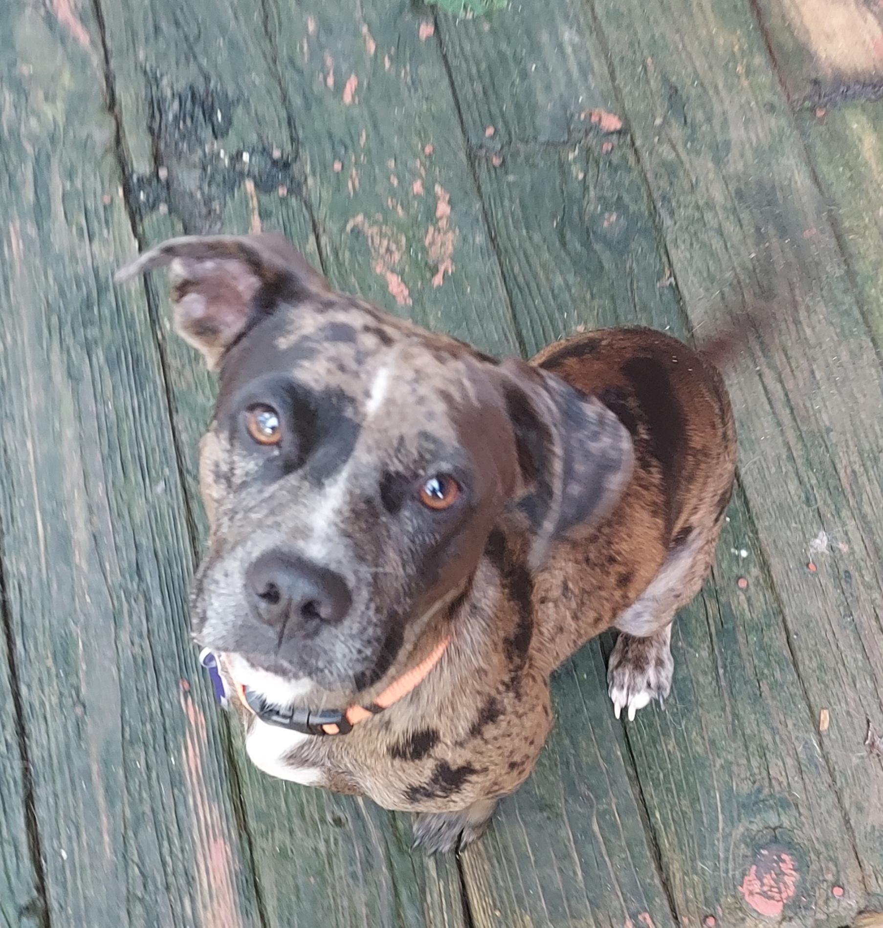 Nova, Adoptable, Young Female Dachshund & American Bully.