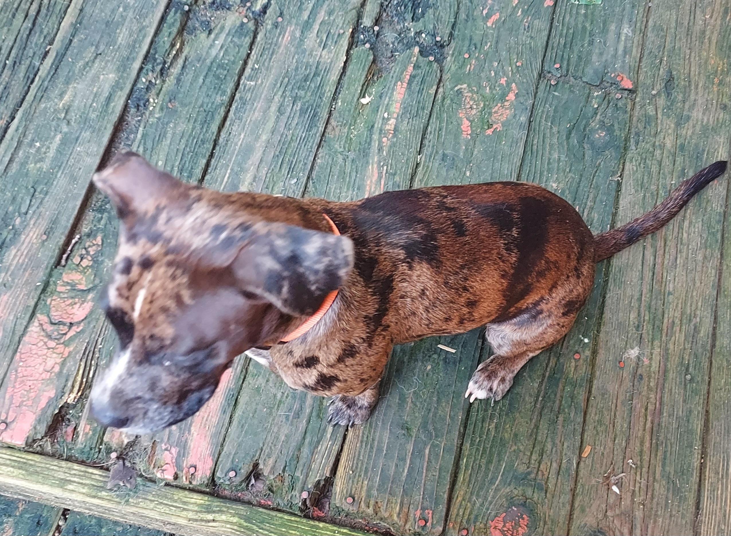 Enlarge Nova, a Adoptable mixed breed in Ellijay, GA image 2/5