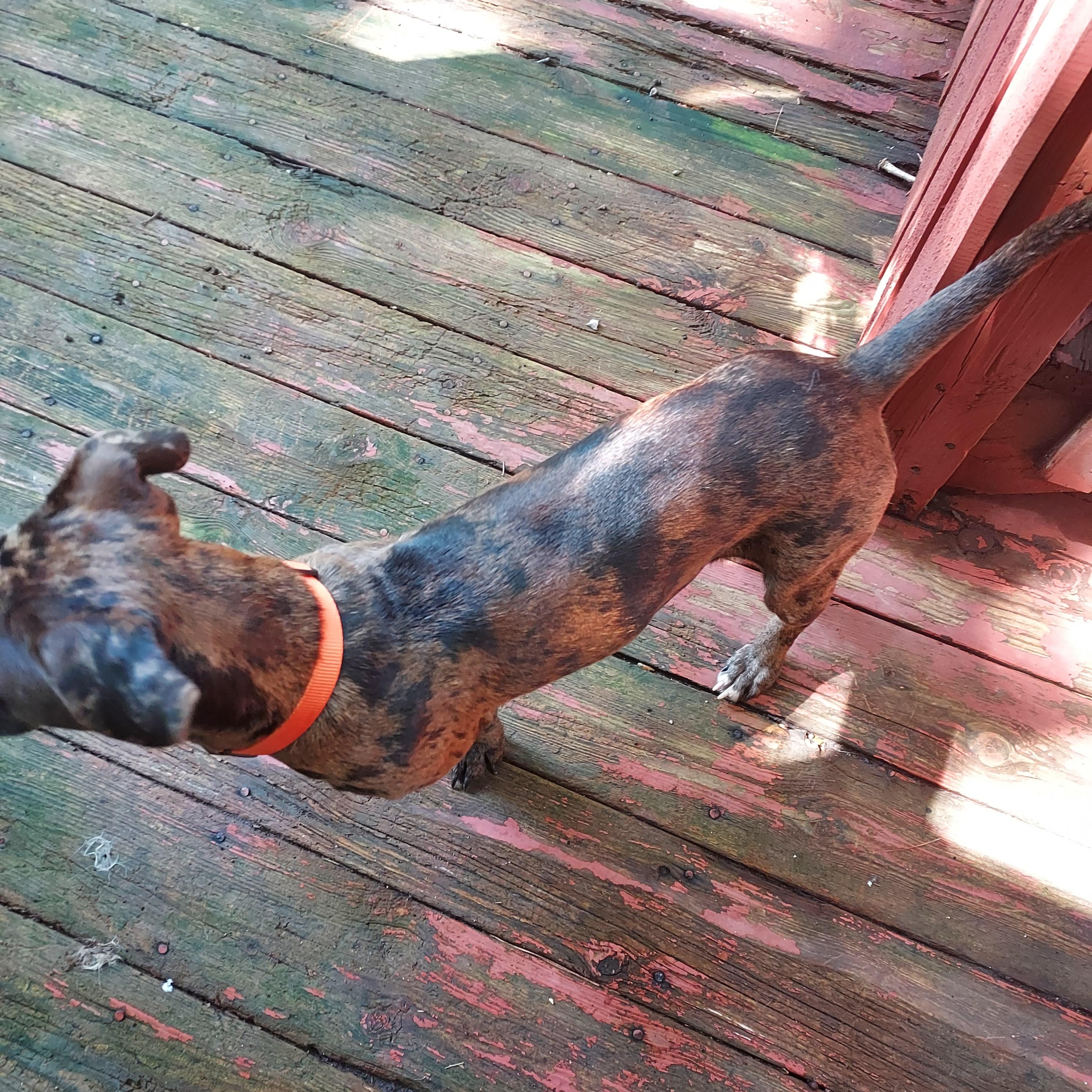 Enlarge Nova, a Adoptable mixed breed in Ellijay, GA image 5/5