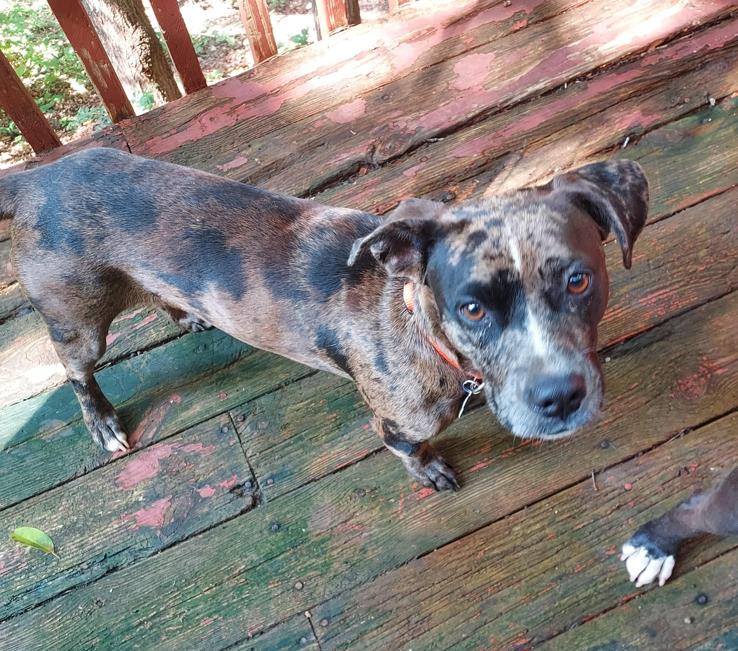 Enlarge Nova, a Adoptable mixed breed in Ellijay, GA image 4/5