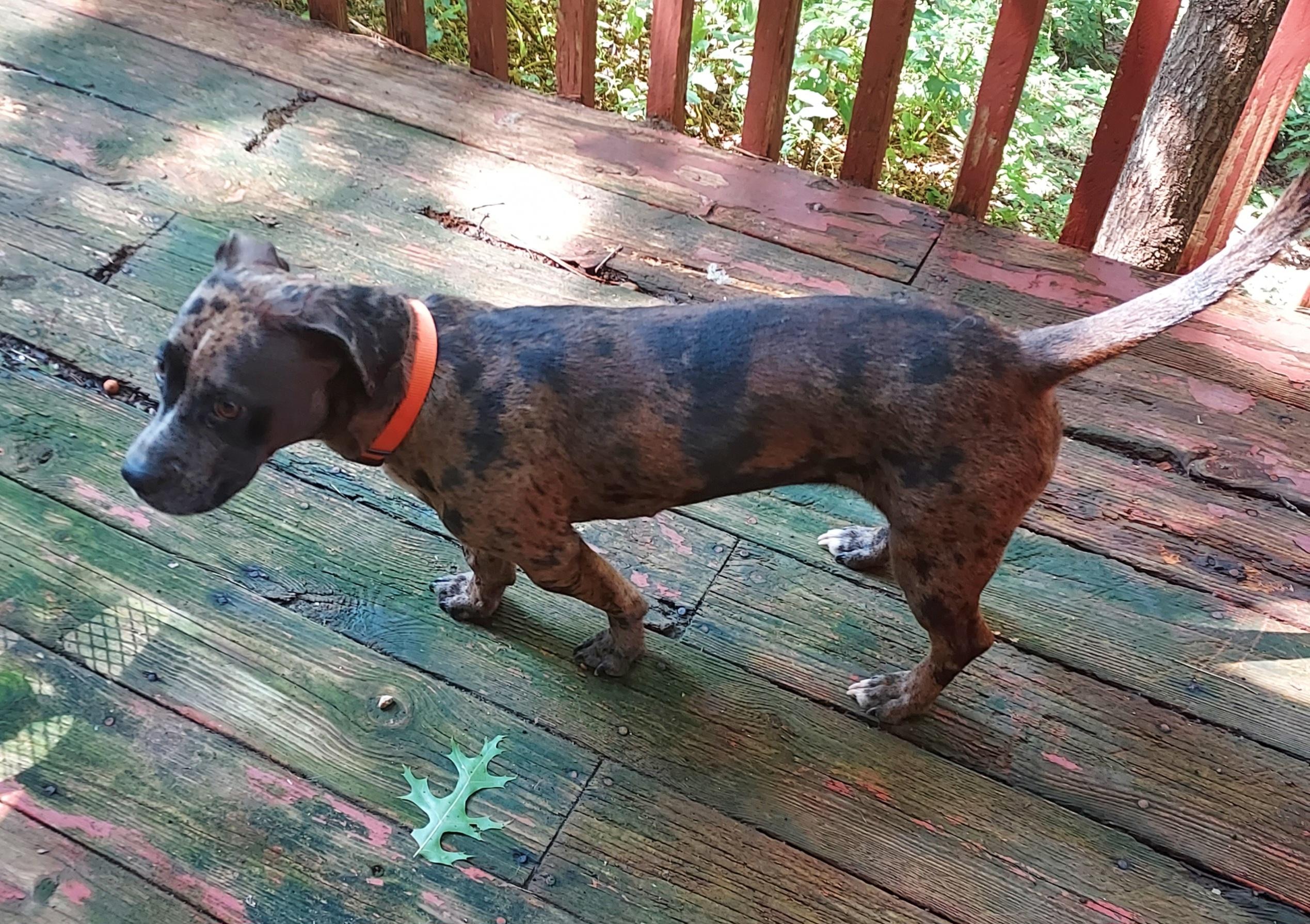Enlarge Nova, a Adoptable mixed breed in Ellijay, GA image 3/5