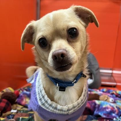Rudolph, Adoptable, Adult Male Chihuahua & Mixed Breed.