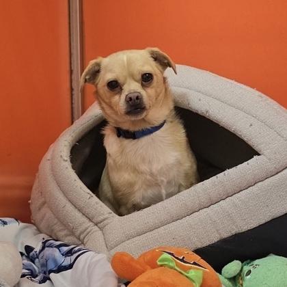 Enlarge Rudolph, a Adoptable mixed breed in Merriam, KS image 2/2