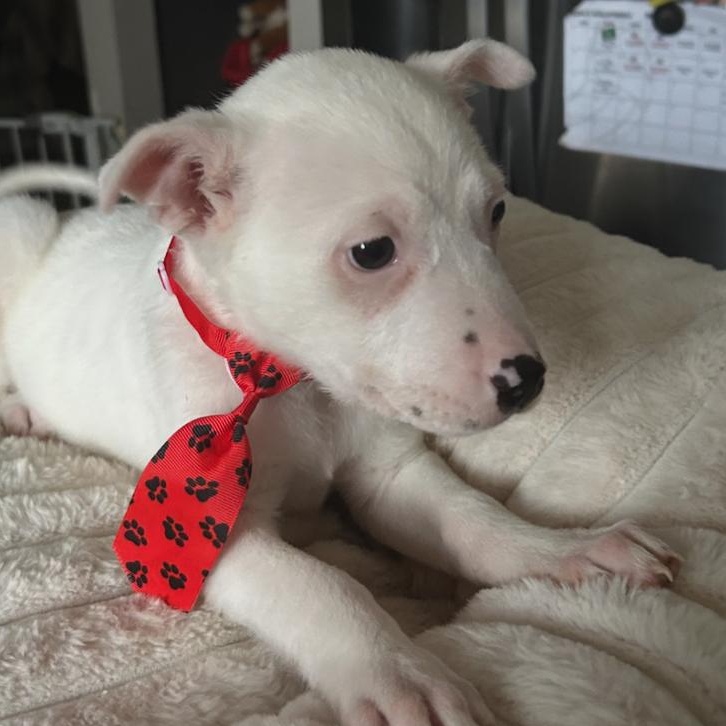 Enlarge Frankie, a Adoptable mixed breed in Crest Hill, IL image 3/3
