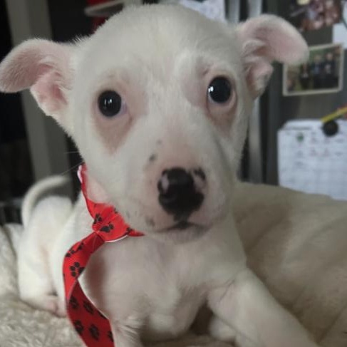Enlarge Frankie, a Adoptable mixed breed in Crest Hill, IL image 2/3