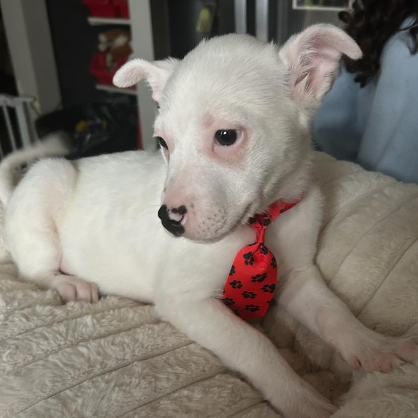 Enlarge Frankie, a Adoptable mixed breed in Crest Hill, IL image 1/3