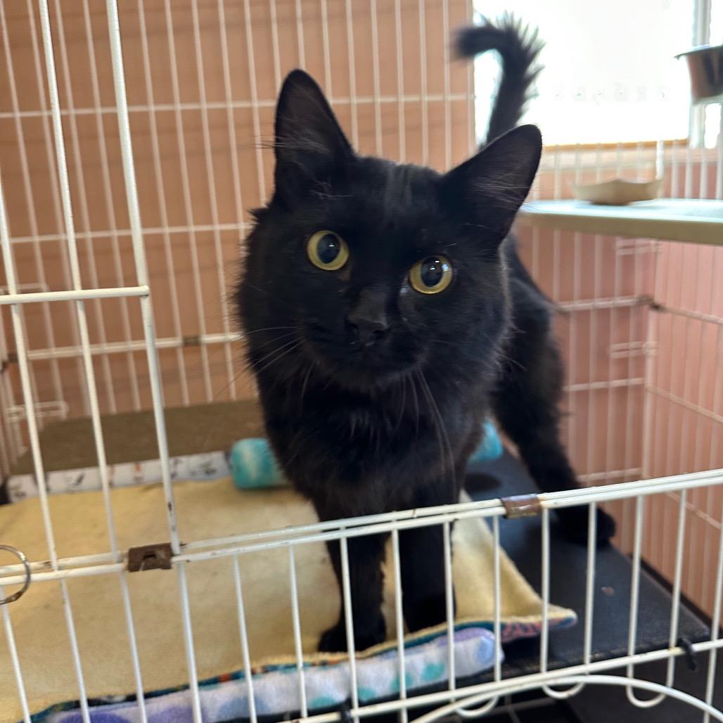 Alardo, Adoptable, Adult Male Domestic Long Hair.