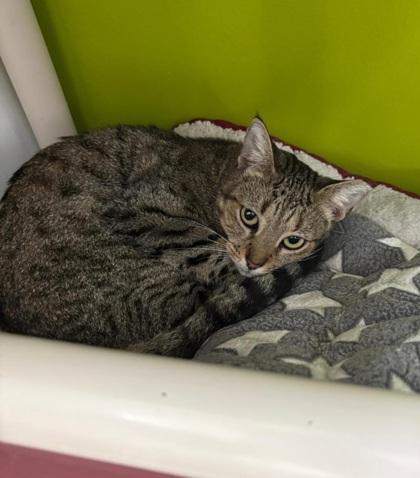 Summer, Adoptable, Young Female Domestic Short Hair & Domestic Short Hair.