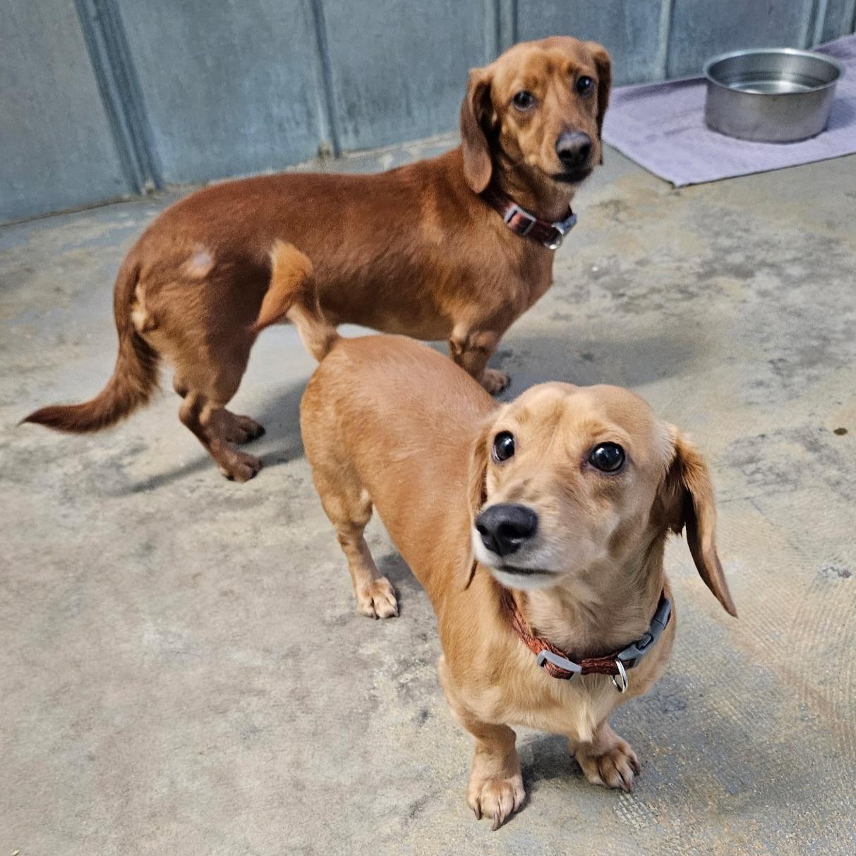 Brody & Brewer, adopted, Adult Male Dachshund.
