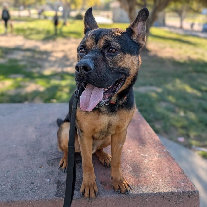 Milo - A pint size bundle of joy, an adoptable mixed breed in Westlake Village, CA image 6/6