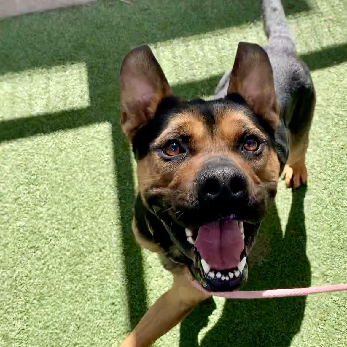 Milo - A pint size bundle of joy, an adoptable mixed breed in Westlake Village, CA image 4/6