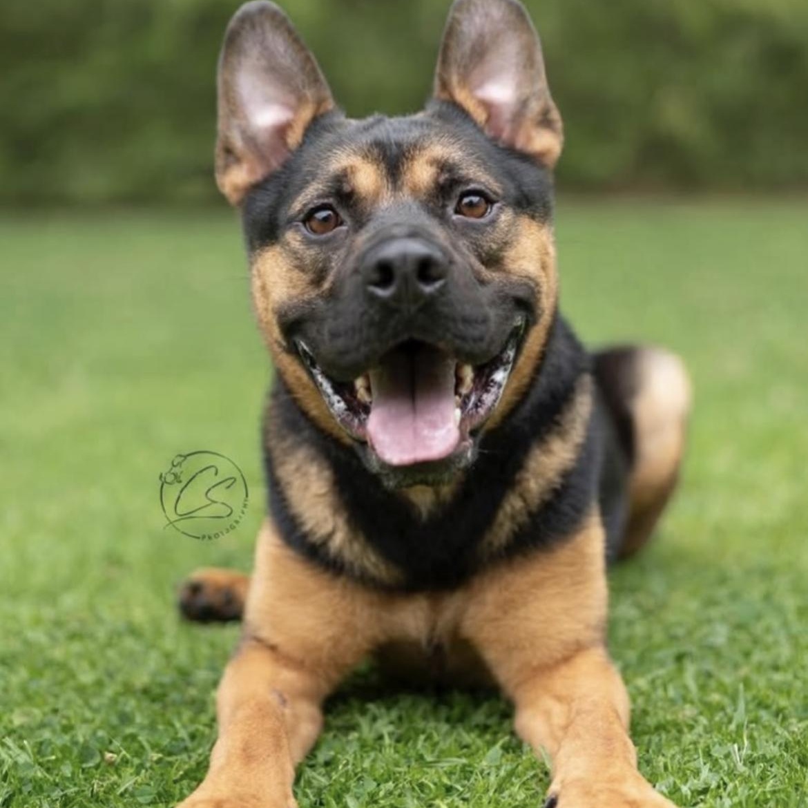 Milo - A pint size bundle of joy, an adoptable mixed breed in Westlake Village, CA image 3/6