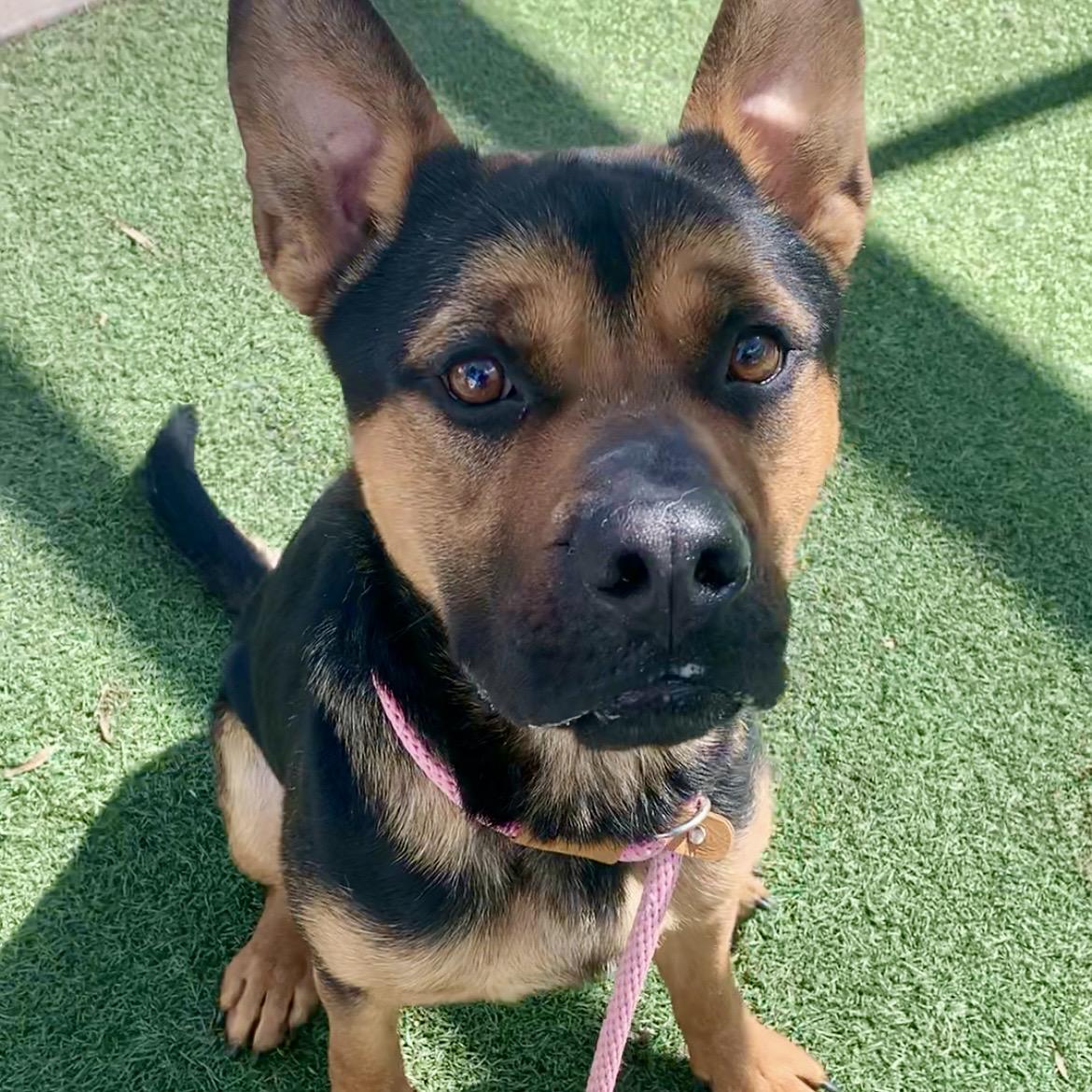 Milo - A pint size bundle of joy, an adoptable mixed breed in Westlake Village, CA image 5/6