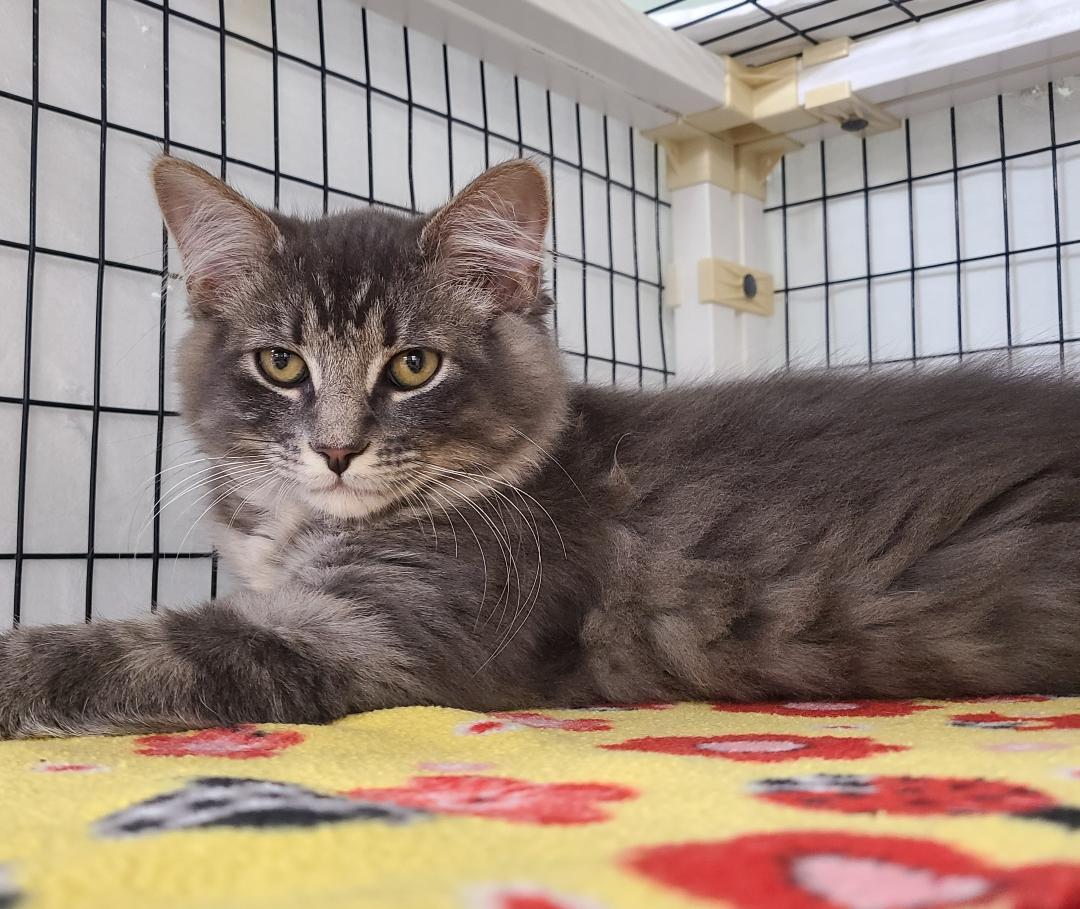 Busy Bob & Joe Cool, adoptable, Kitten Male Domestic Short Hair.