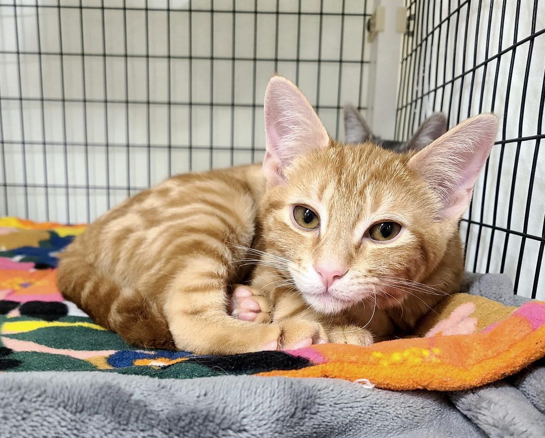 Busy Bob & Joe Cool, ADOPTABLE, Kitten Male Domestic Short Hair.