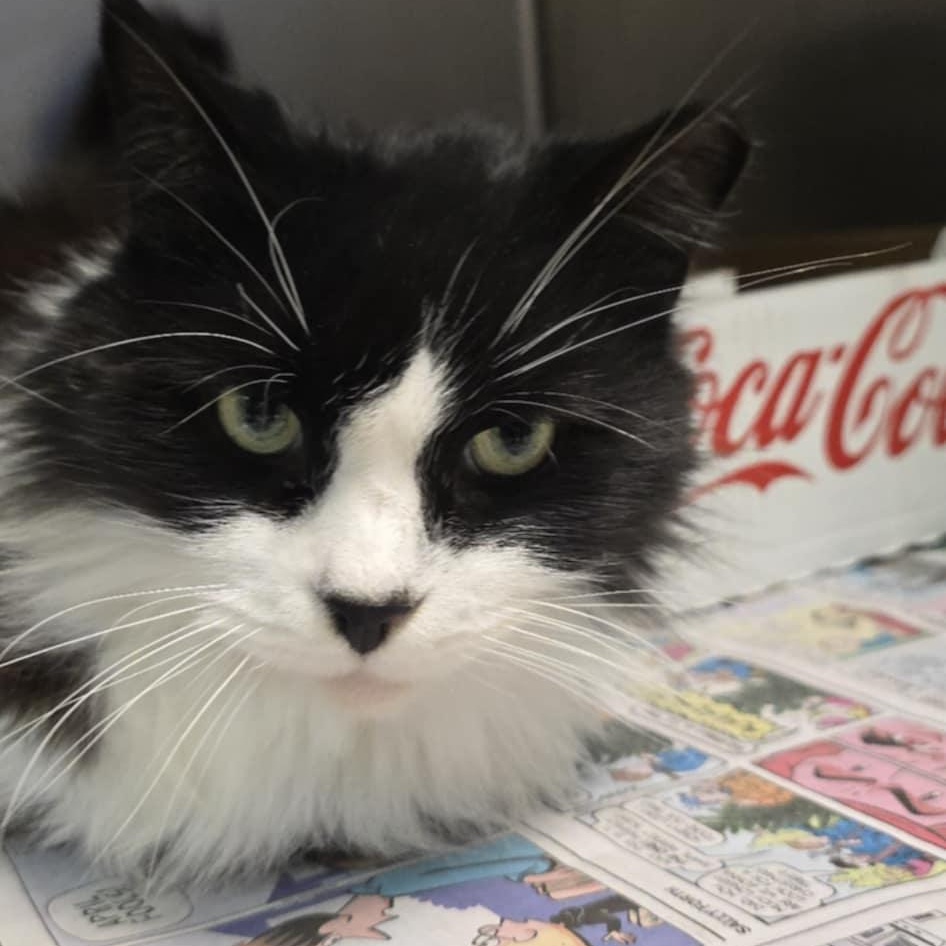 Umi, an adoptable Domestic Long Hair in Orange, VA image 1/2