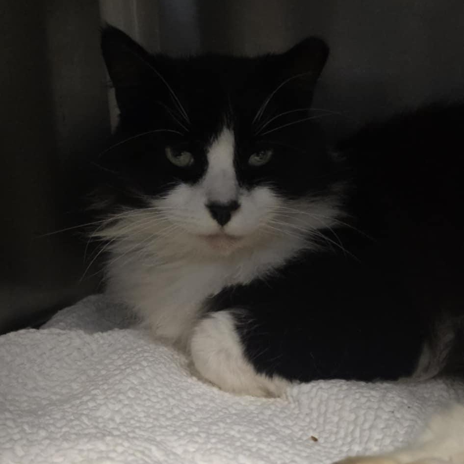 Umi, an adoptable Domestic Long Hair in Orange, VA image 2/2