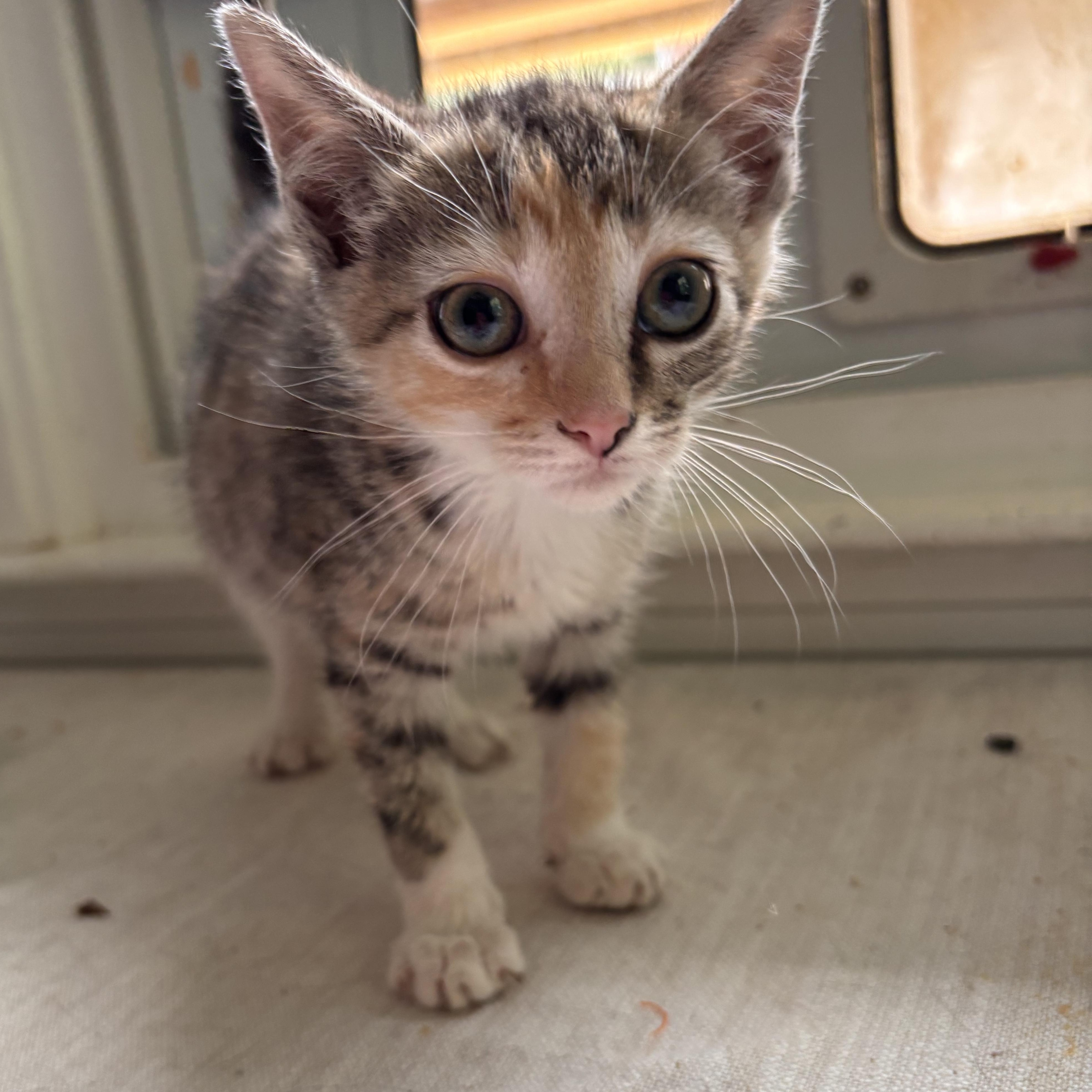 Enlarge Buttercup, a ADOPTABLE Domestic Short Hair in Woodlawn, TN image 1/1