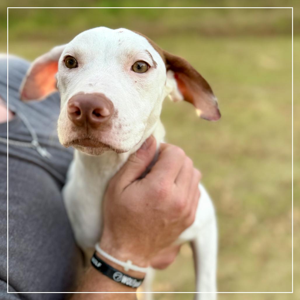 Enlarge Puddin, a Adoptable Mixed Breed in Little Rock, AR image 1/4