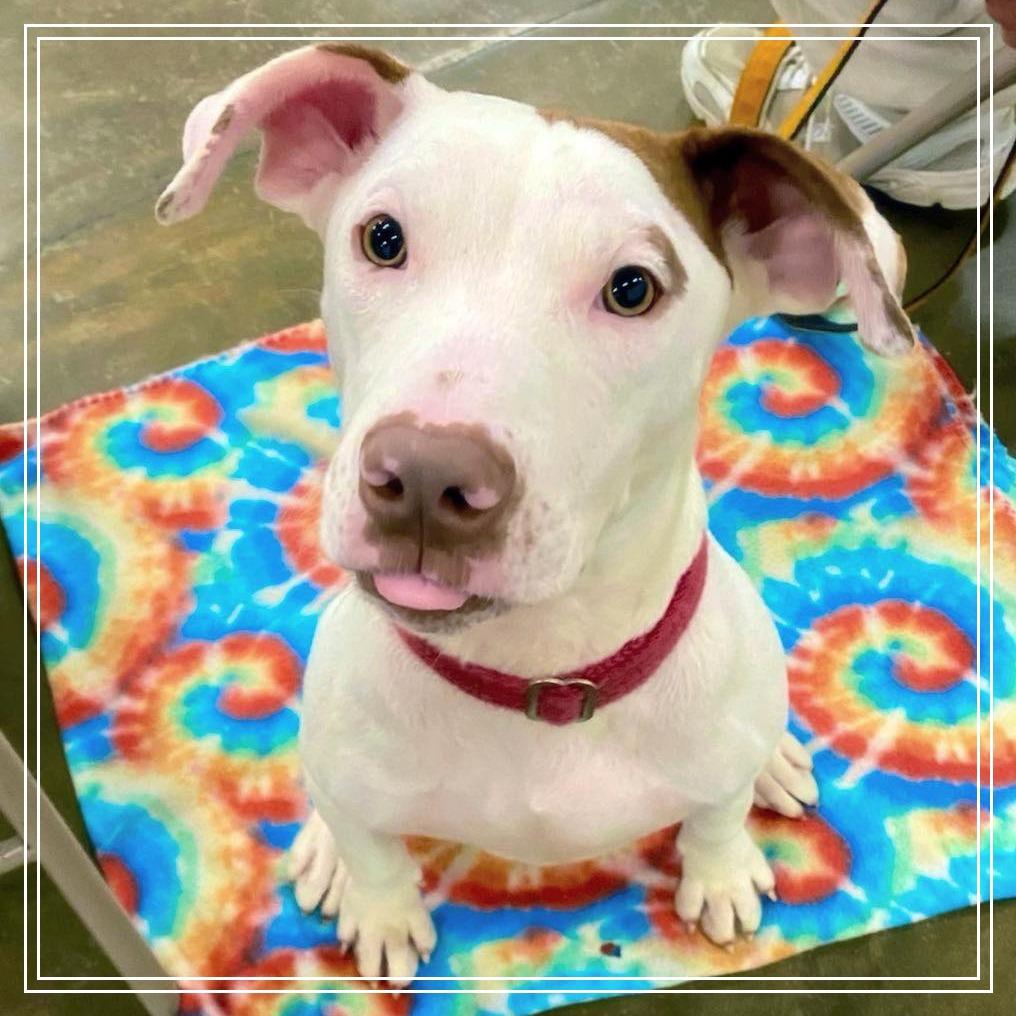 Enlarge Puddin, a Adoptable Mixed Breed in Little Rock, AR image 2/5