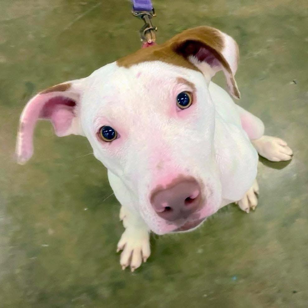 Puddin, Adoptable, Young Female Mixed Breed.