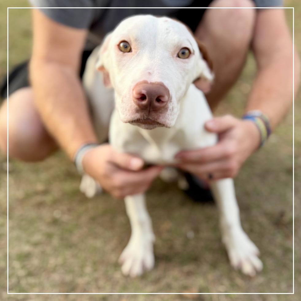 Enlarge Puddin, a Adoptable Mixed Breed in Little Rock, AR image 2/4