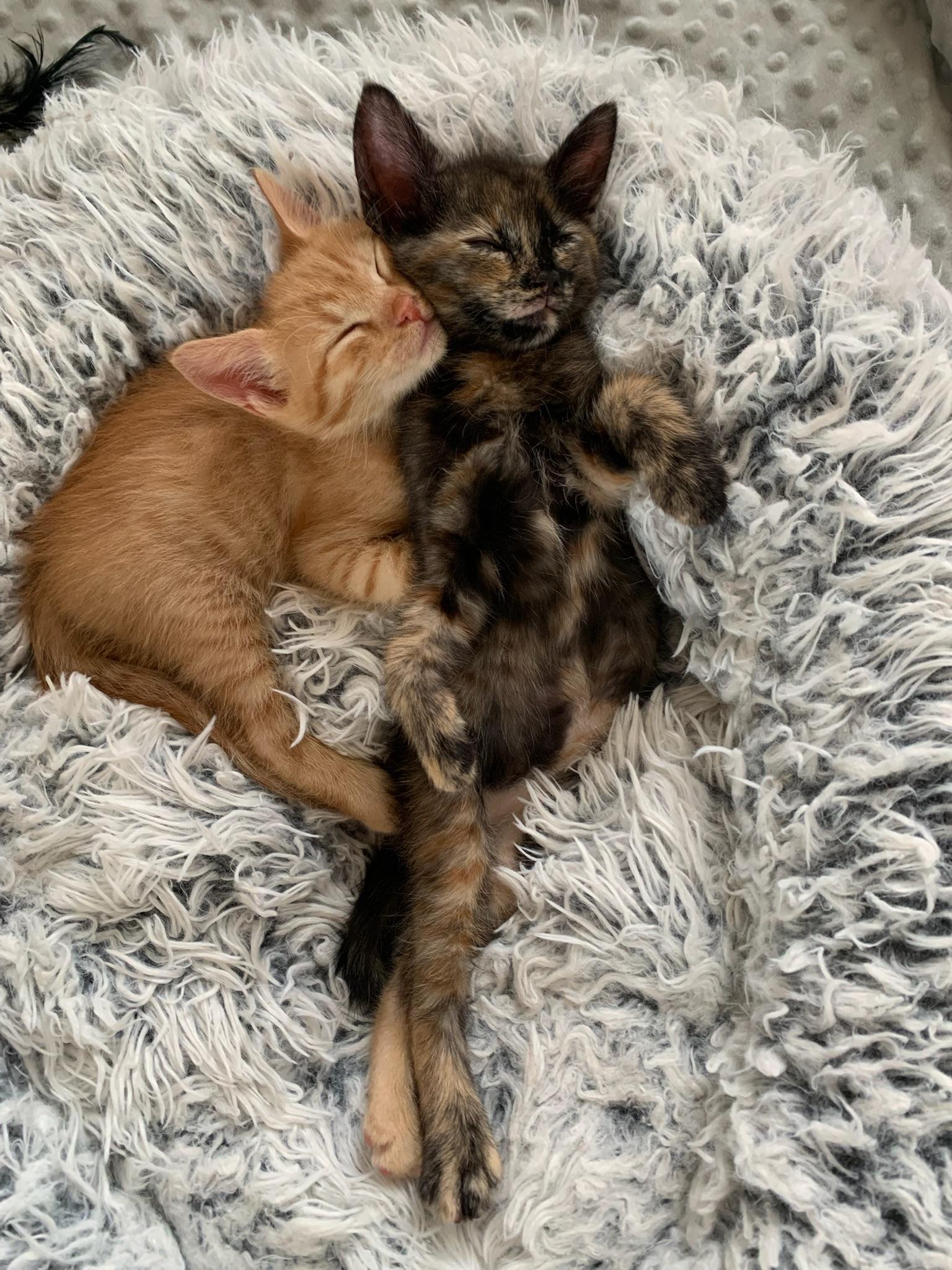 True and XO, ADOPTABLE, Kitten Female Tortoiseshell & Tabby.