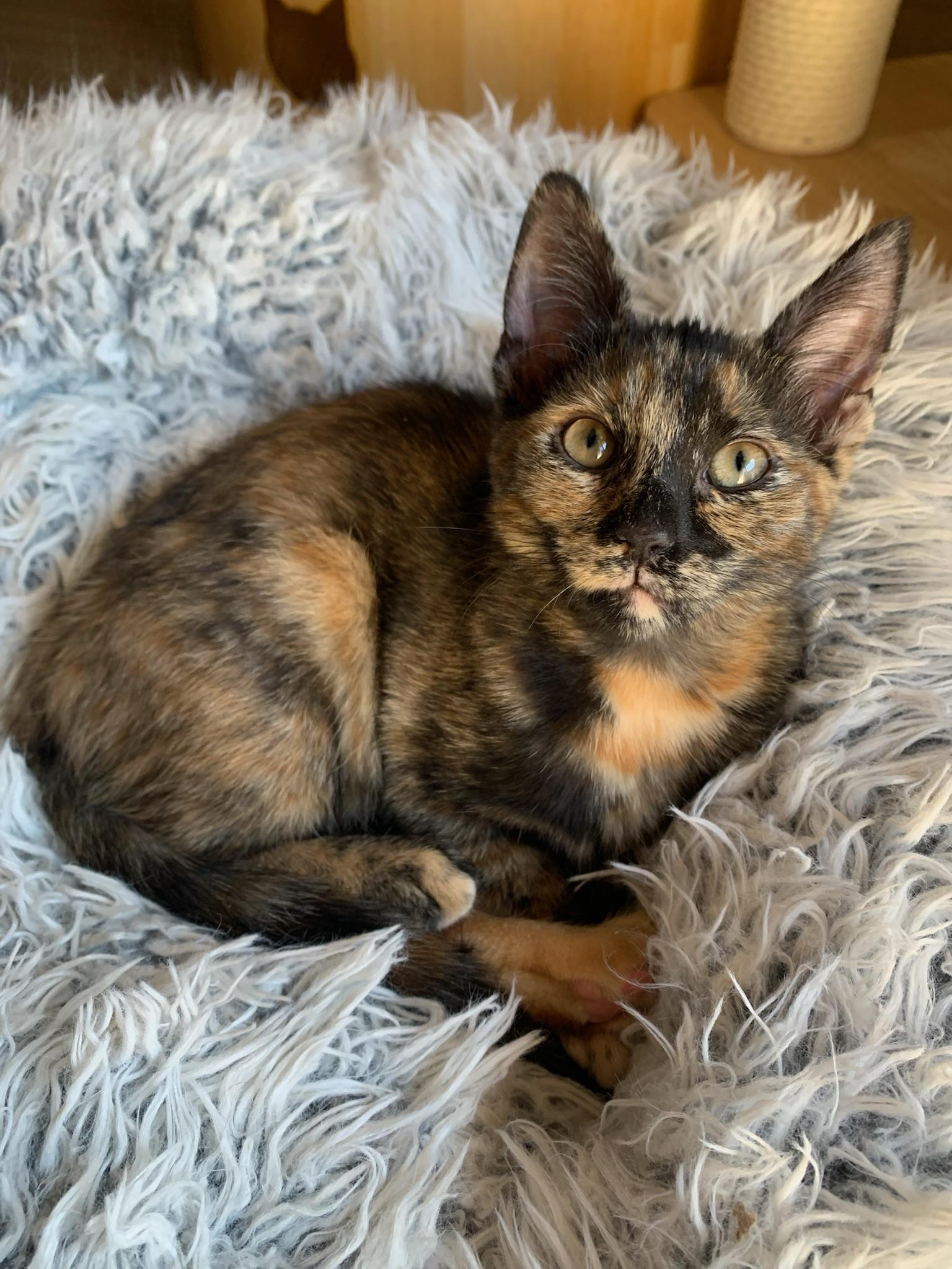 Enlarge True and XO, a ADOPTABLE mixed breed in Laguna Beach, CA image 3/6