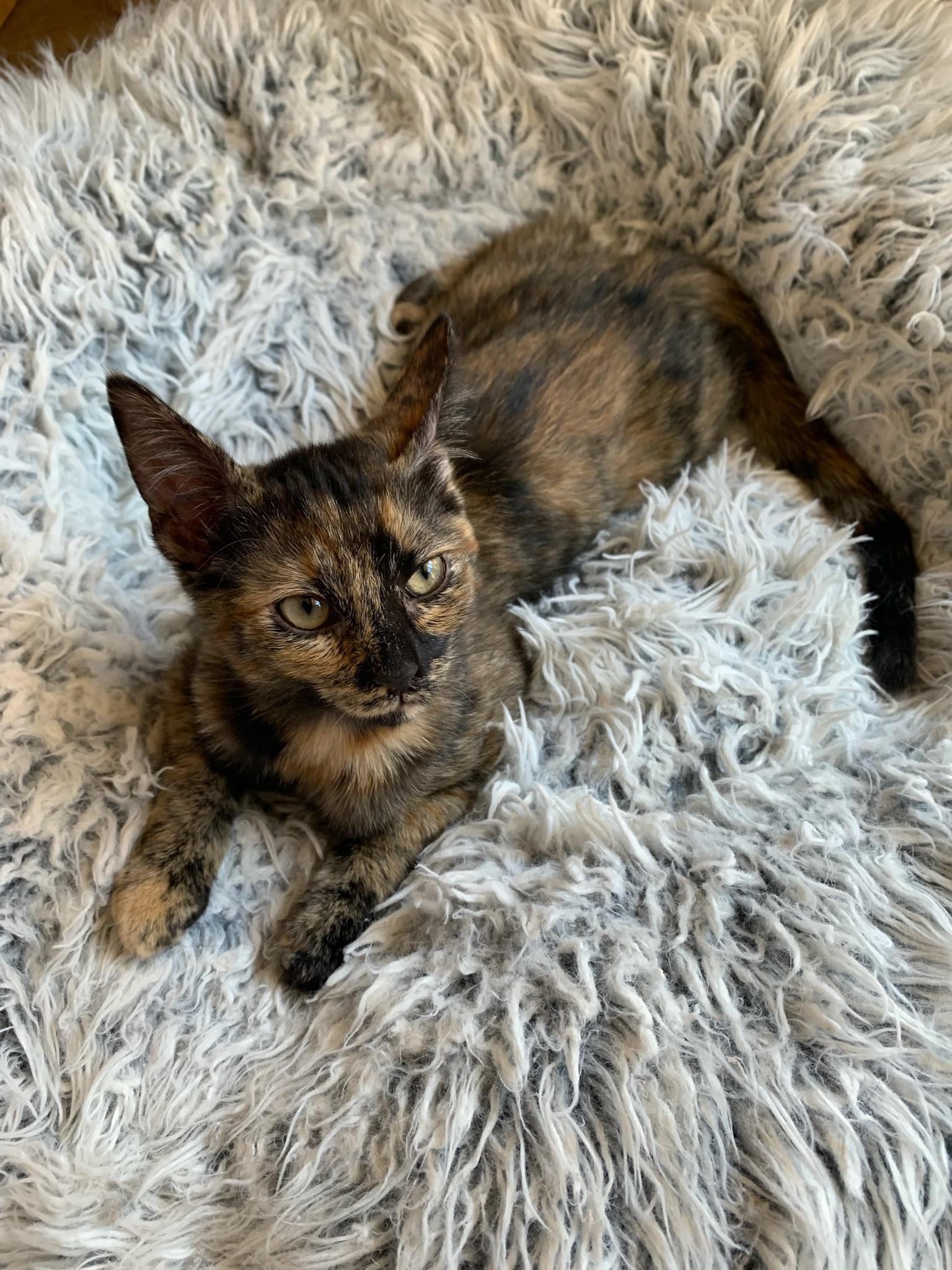 Enlarge True and XO, a ADOPTABLE mixed breed in Laguna Beach, CA image 4/6