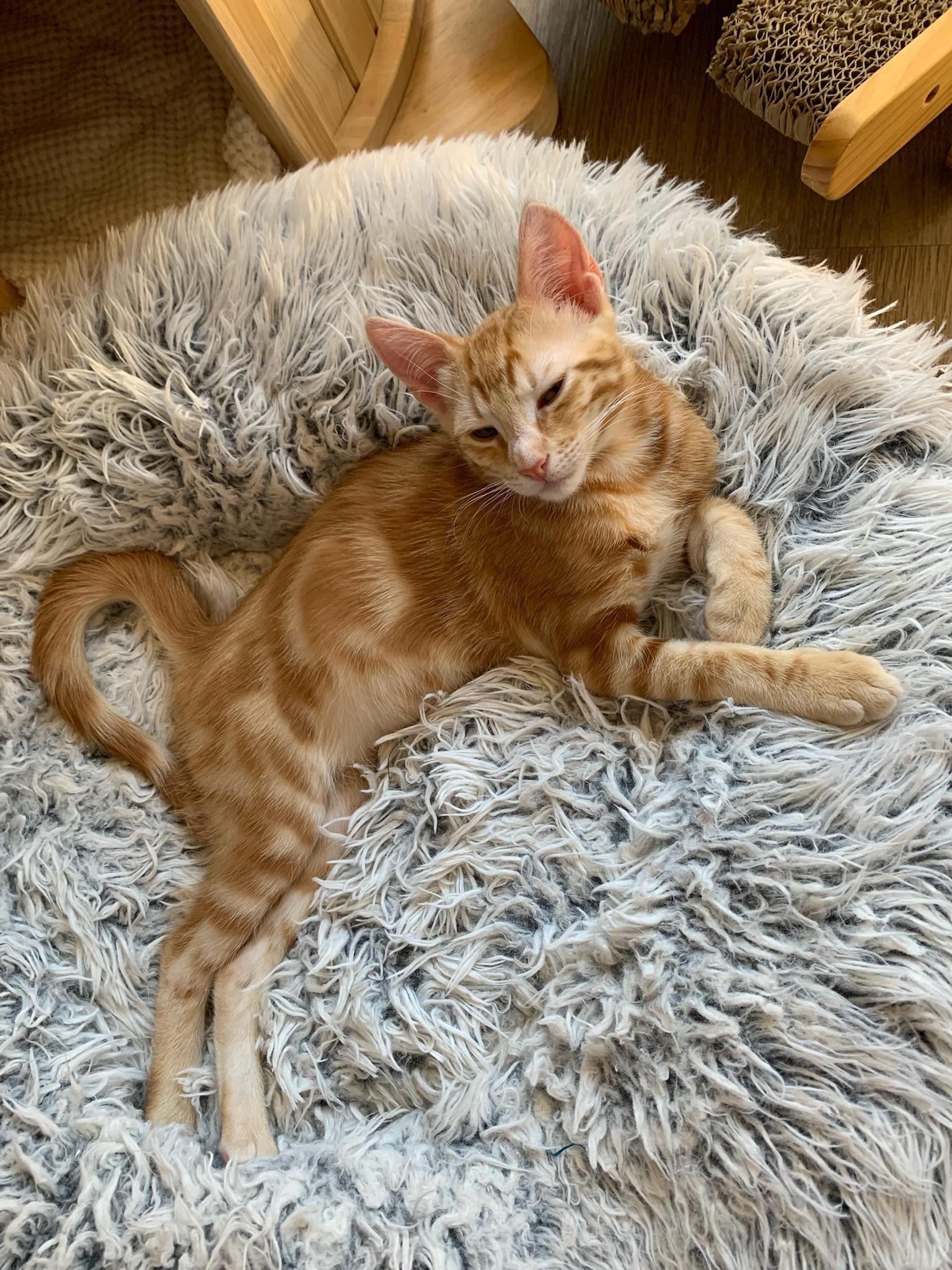 Enlarge True and XO, a ADOPTABLE mixed breed in Laguna Beach, CA image 6/6