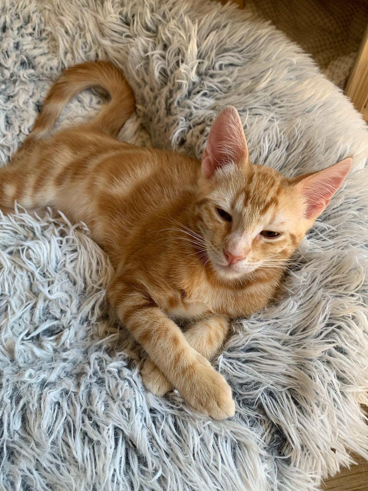 Enlarge True and XO, a ADOPTABLE mixed breed in Laguna Beach, CA image 5/6