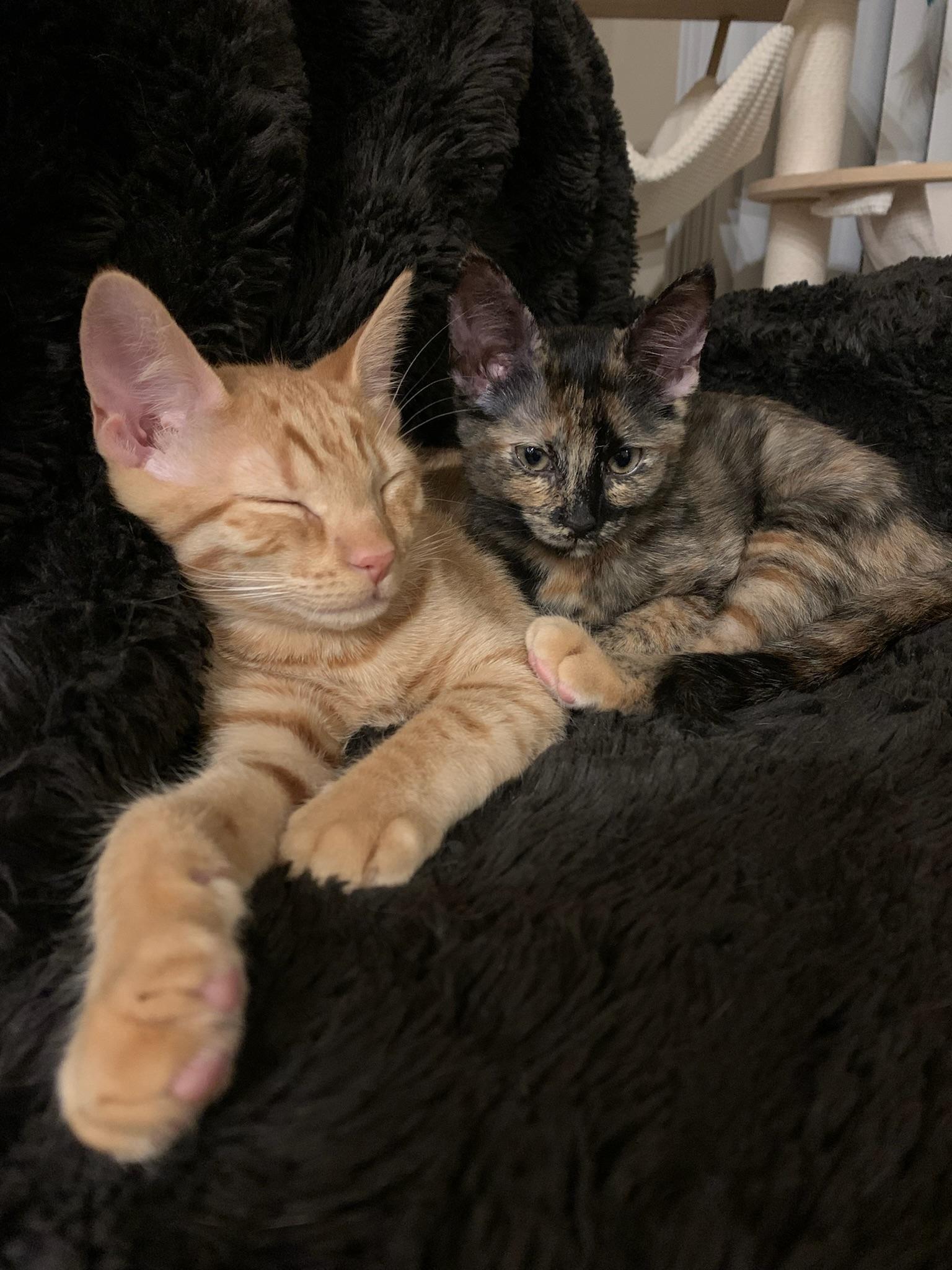 Enlarge True and XO, a ADOPTABLE mixed breed in Laguna Beach, CA image 2/6