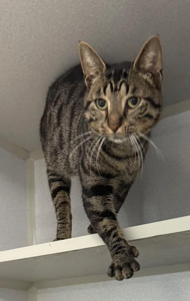 Topaz, Adoptable, Young Male Domestic Short Hair.