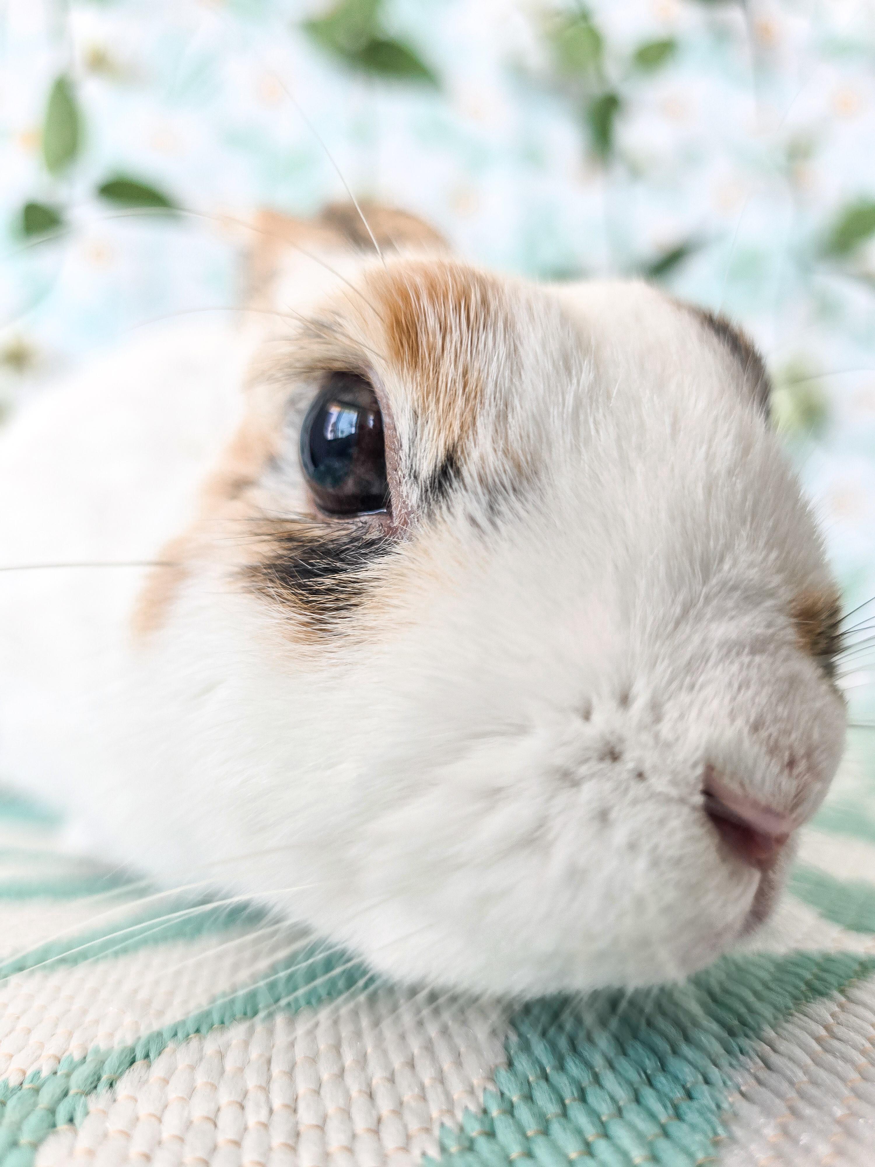 Cookie Dough, an adoptable Bunny Rabbit in Long Beach, CA image 2/4