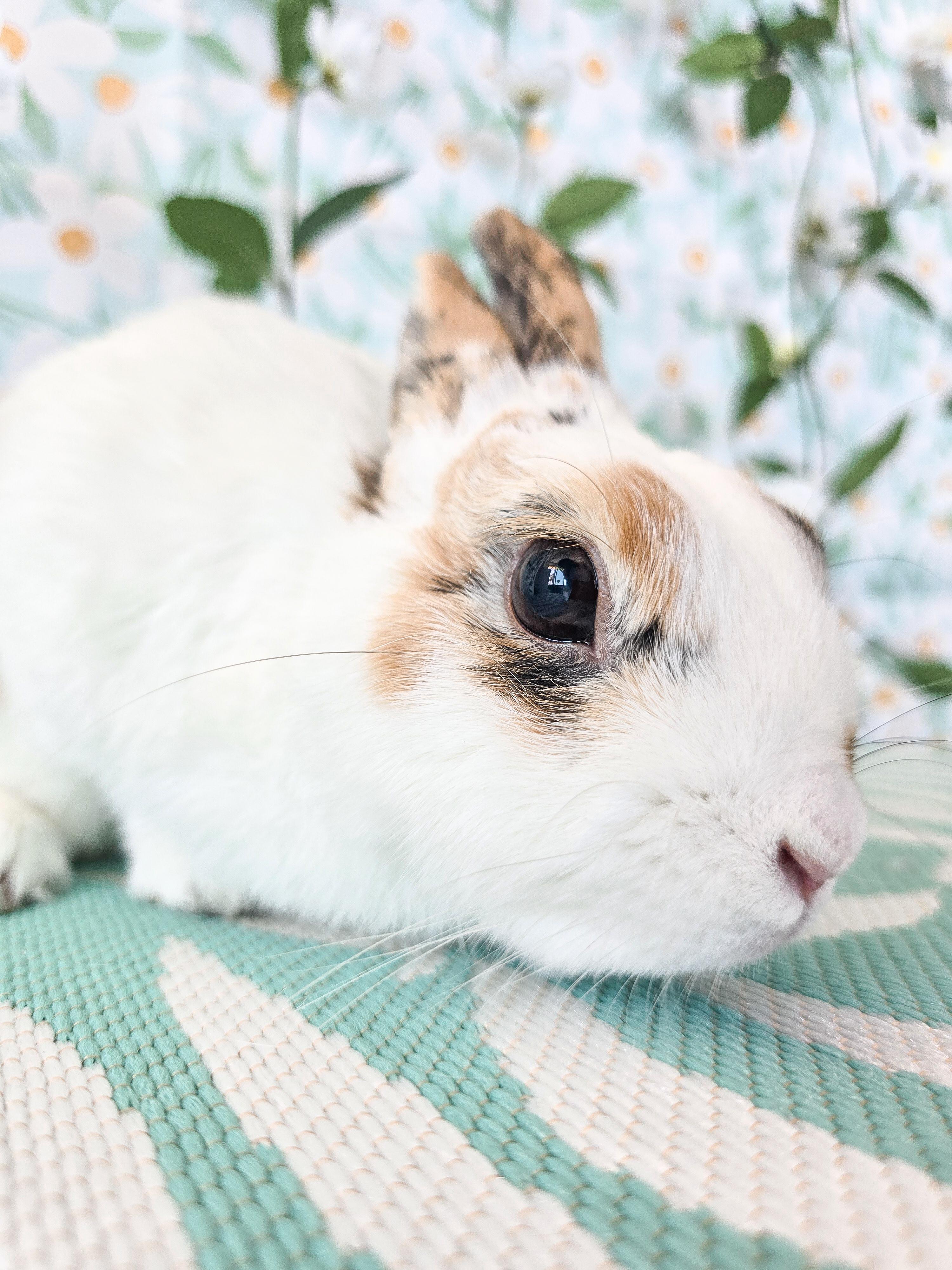 Cookie Dough, an adoptable Bunny Rabbit in Long Beach, CA image 3/4