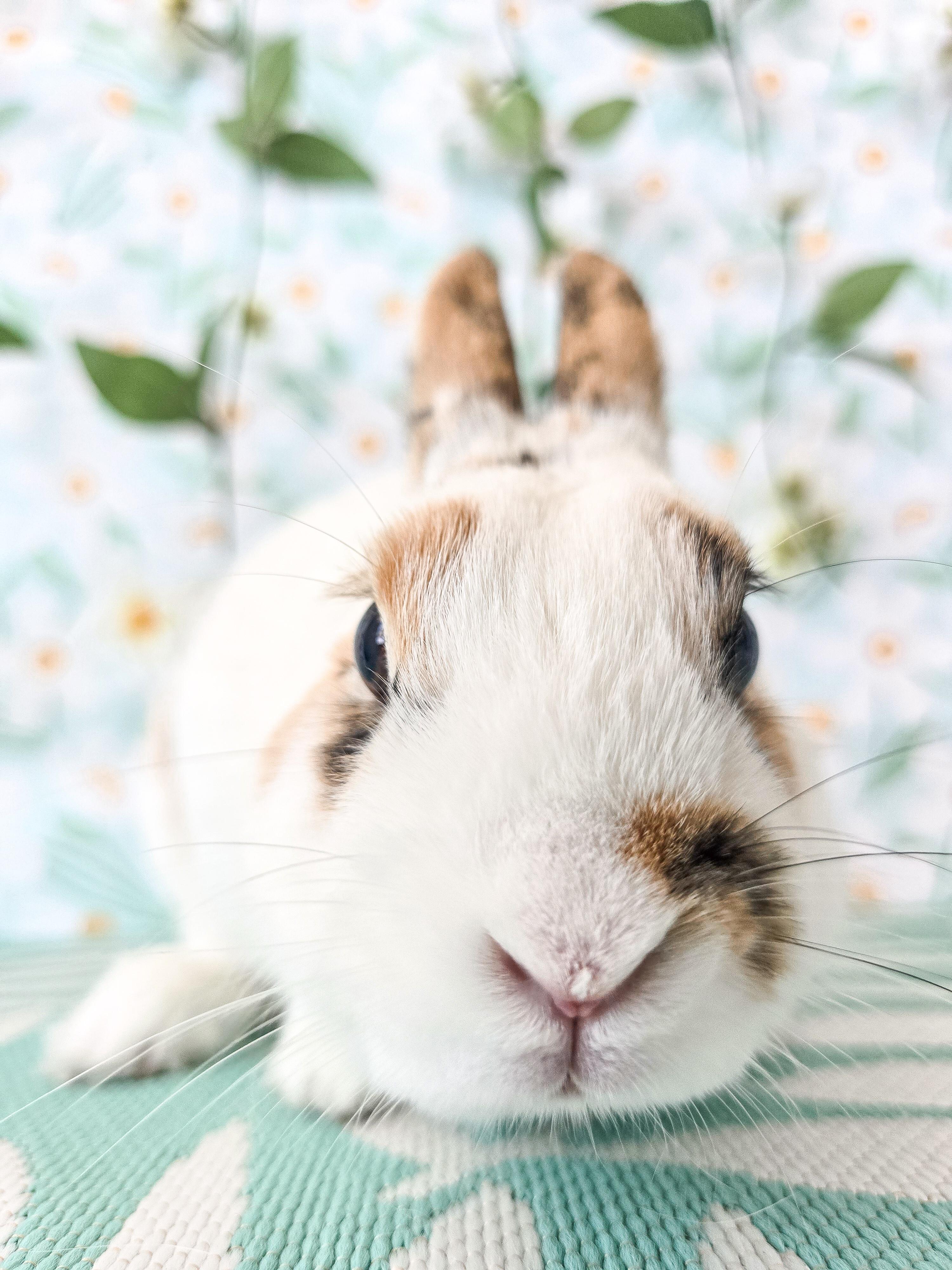 Cookie Dough, an adoptable Bunny Rabbit in Long Beach, CA image 4/4