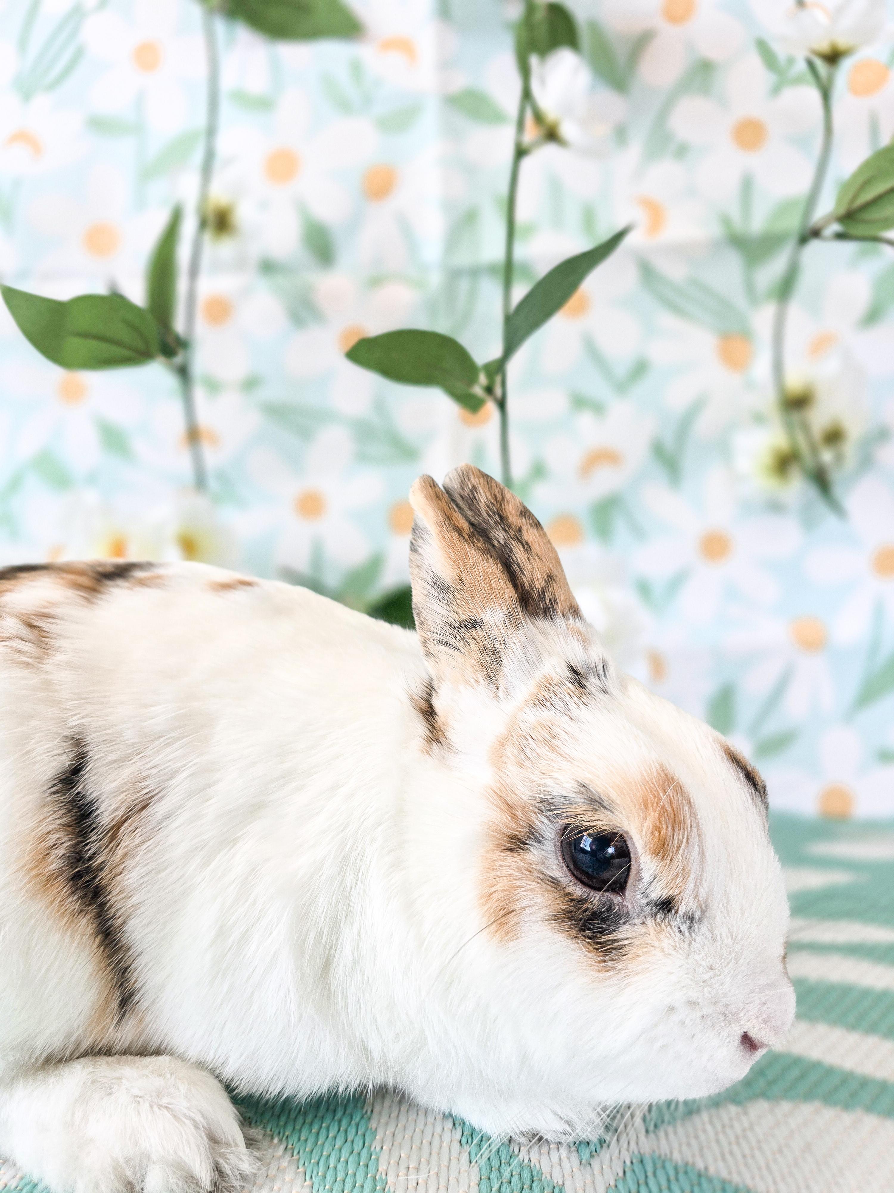 Cookie Dough, an adoptable Bunny Rabbit in Long Beach, CA image 1/4