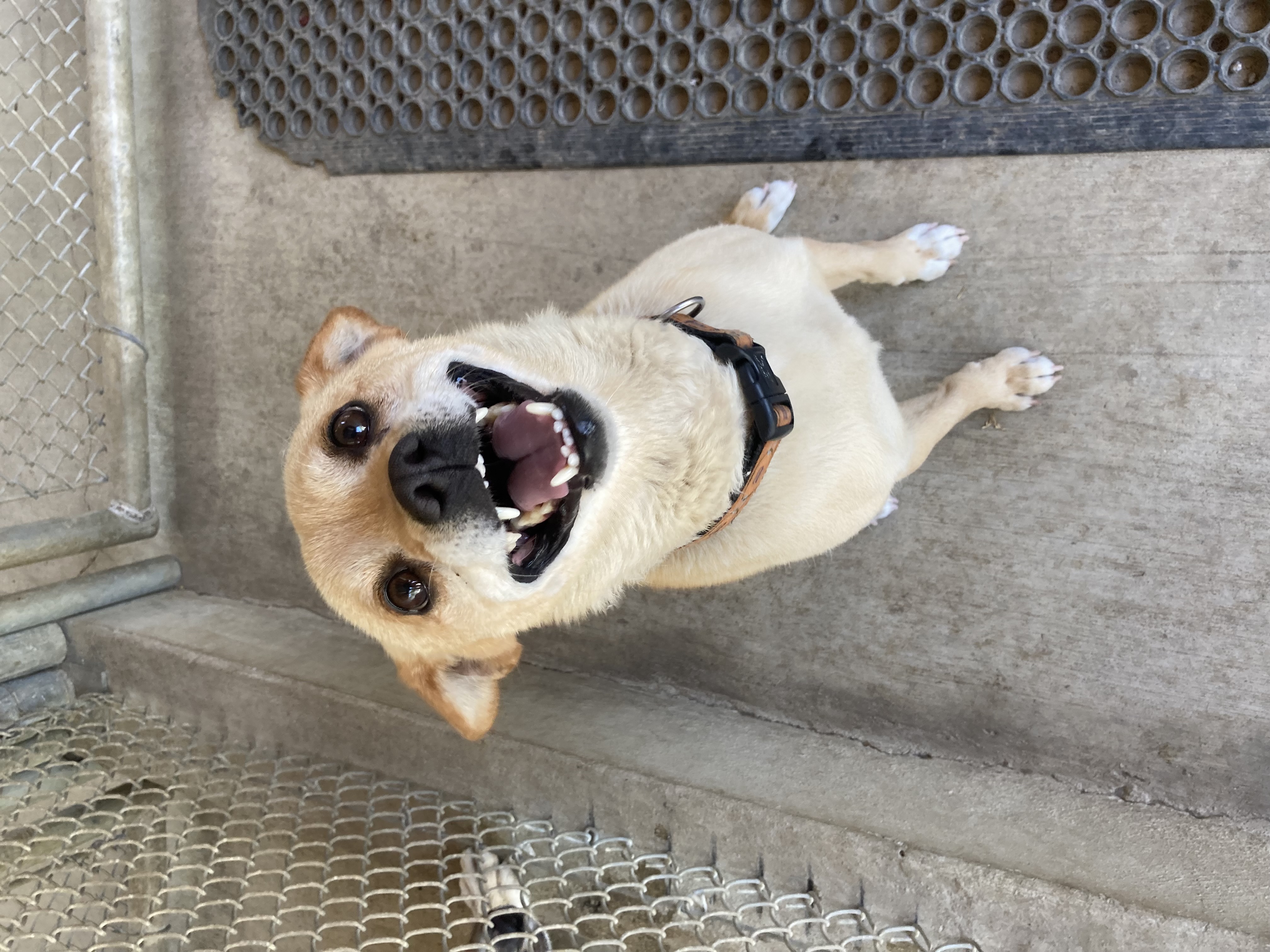 Enlarge Ollie, a Adoptable mixed breed in Hollister, CA image 1/6