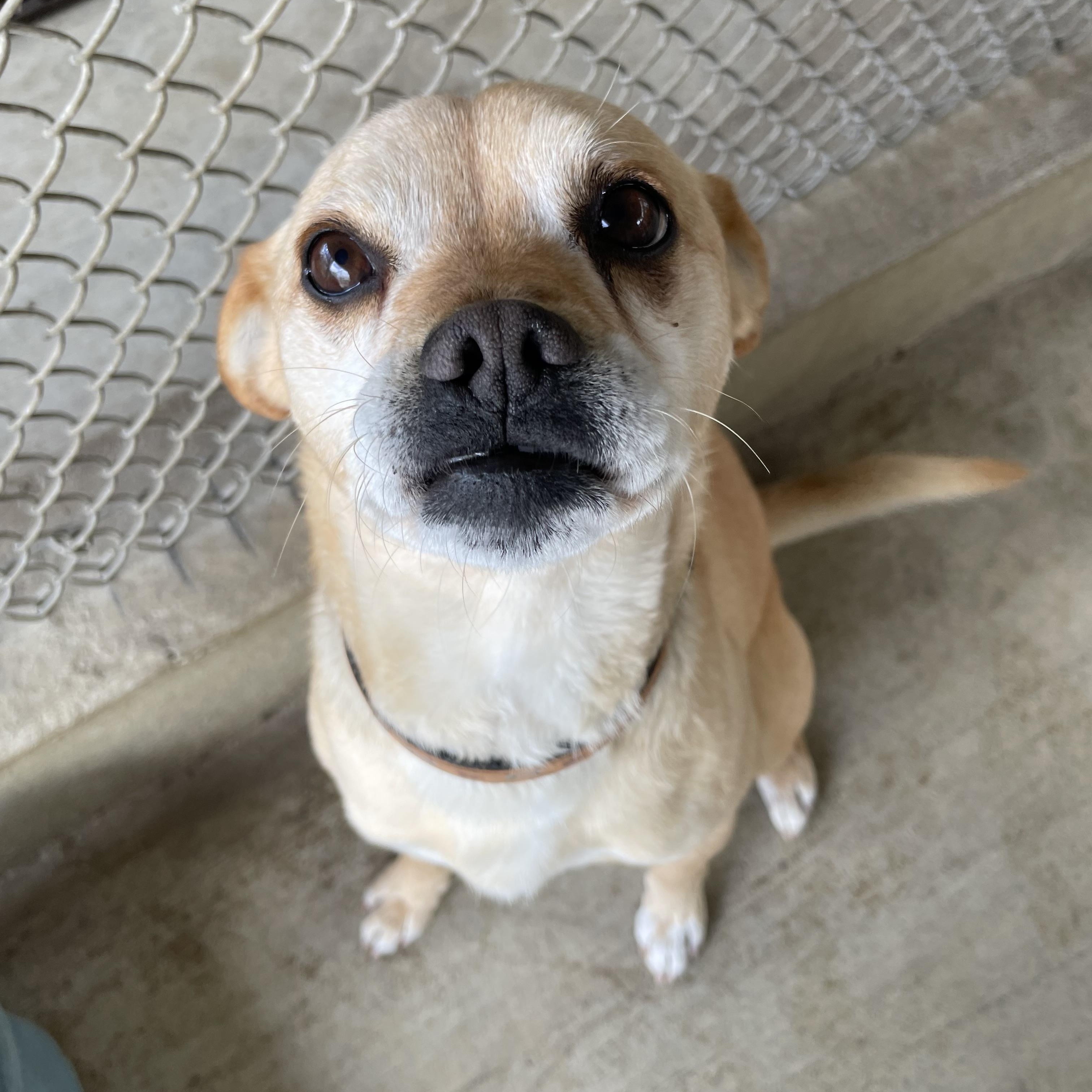 Enlarge Ollie, a Adoptable mixed breed in Hollister, CA image 6/6
