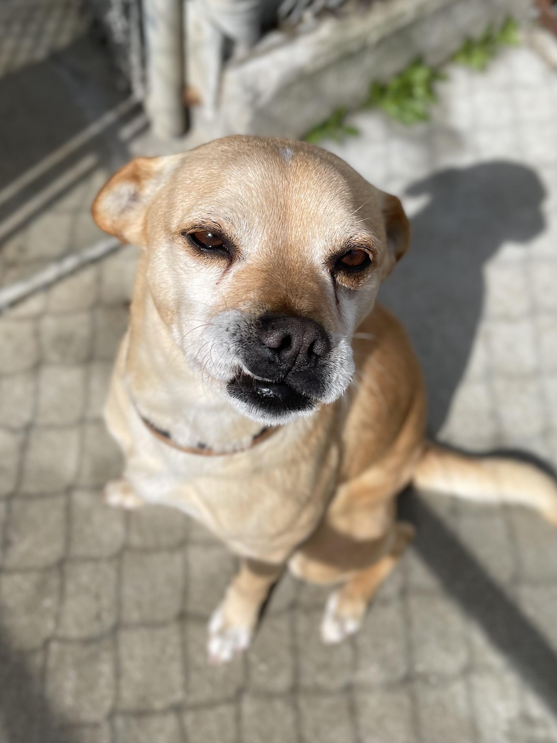 Enlarge Ollie, a Adoptable mixed breed in Hollister, CA image 4/6