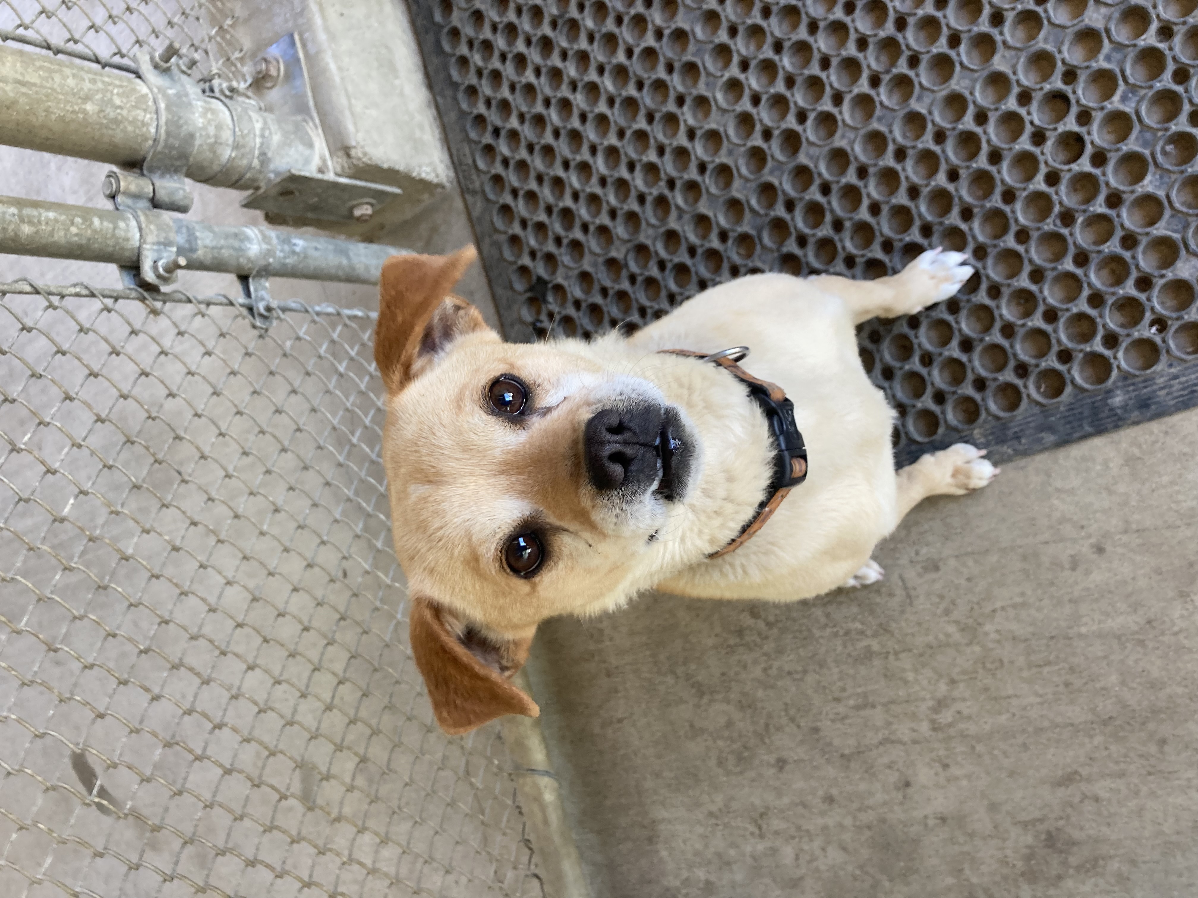 Enlarge Ollie, a Adoptable mixed breed in Hollister, CA image 2/6