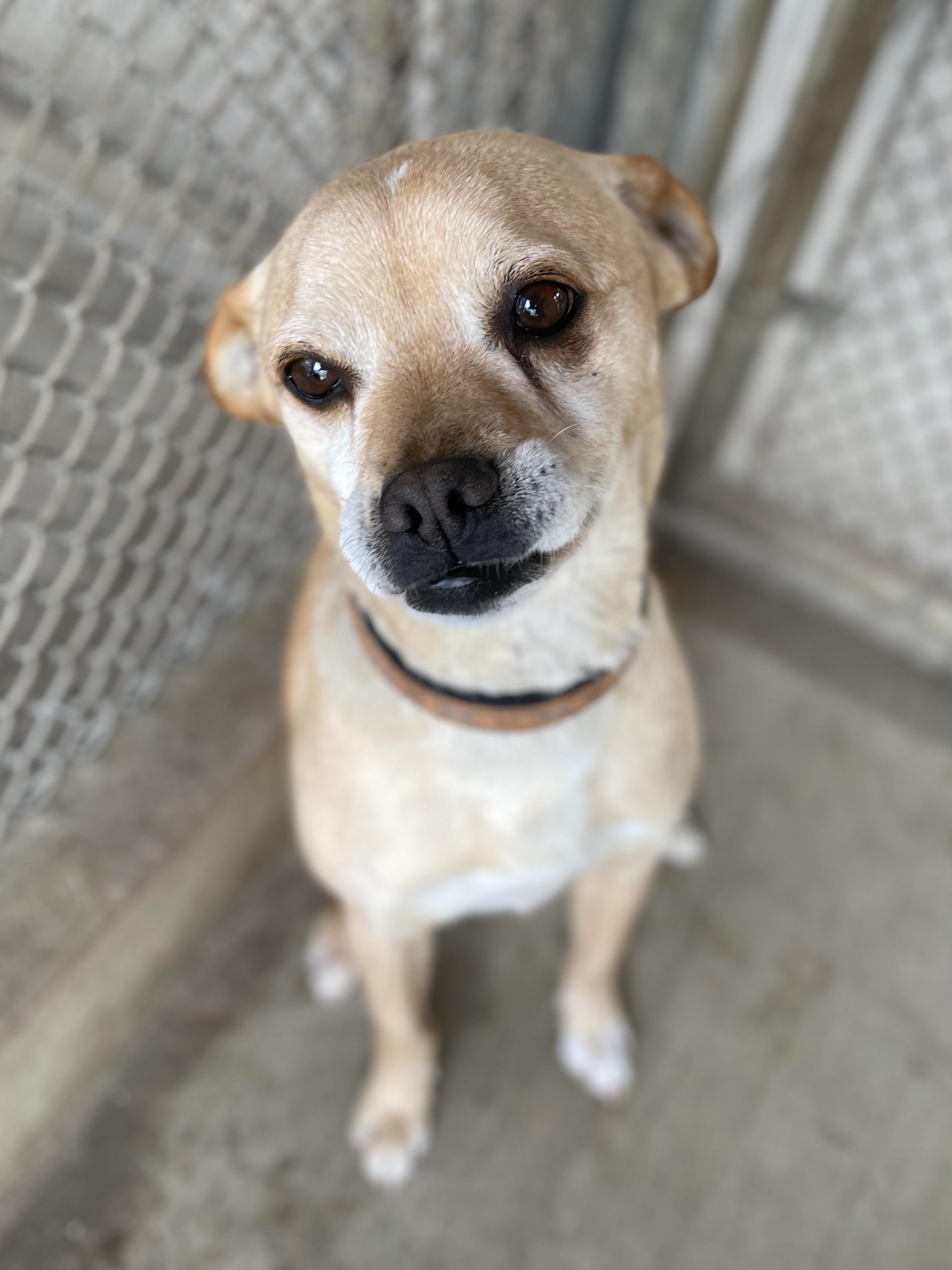 Enlarge Ollie, a Adoptable mixed breed in Hollister, CA image 5/6