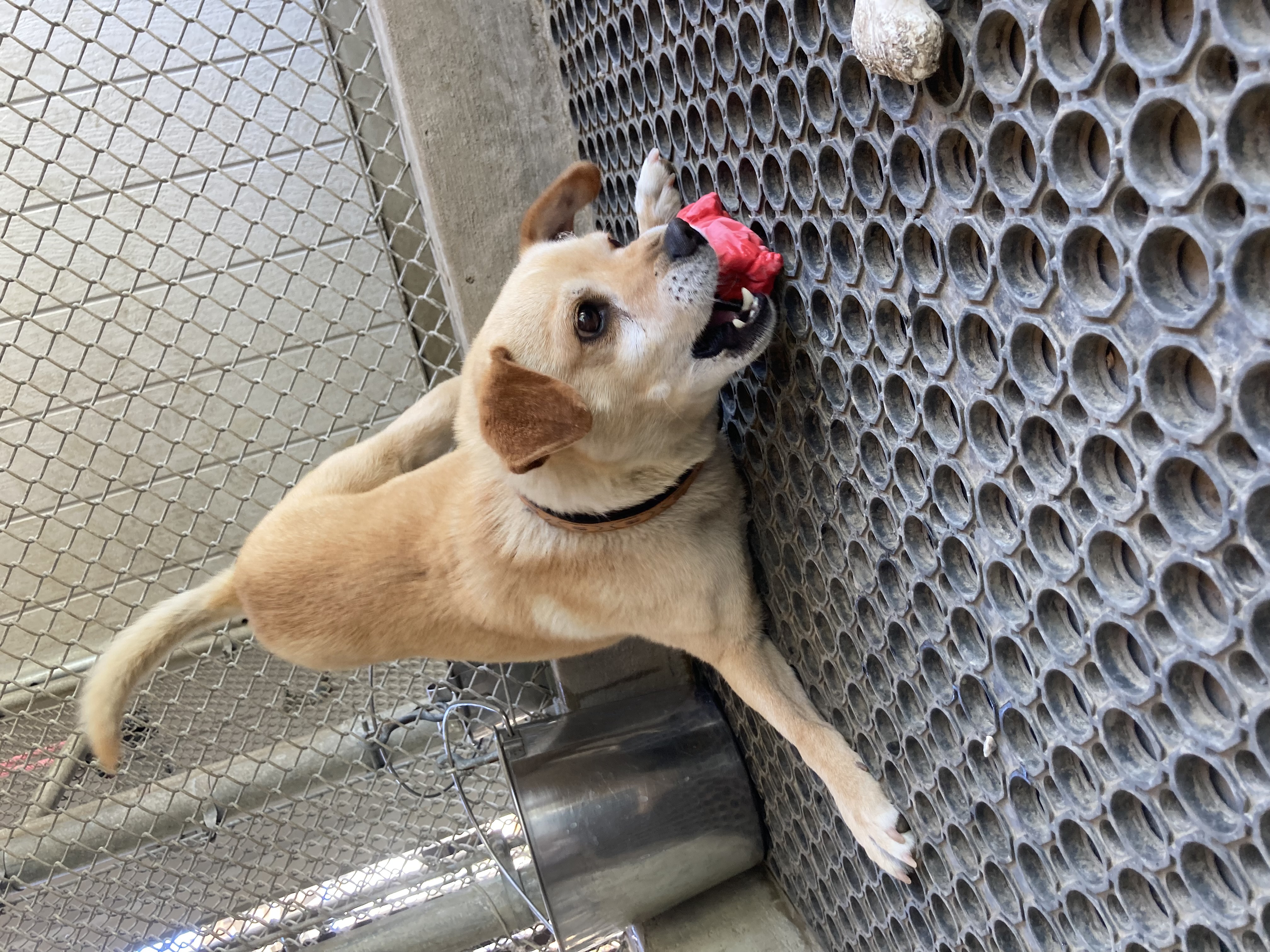 Enlarge Ollie, a Adoptable mixed breed in Hollister, CA image 3/6