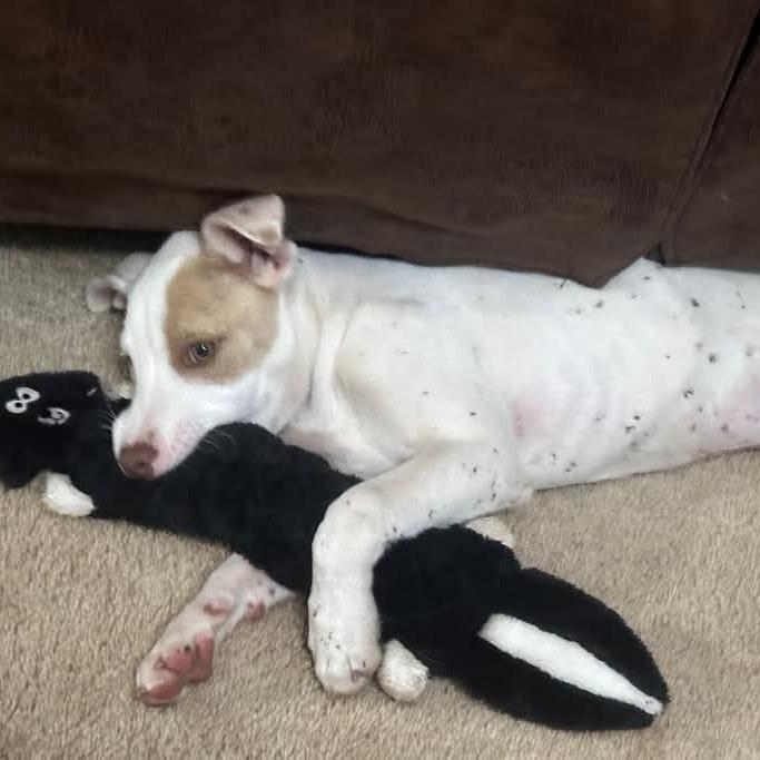 Primrose, Adoptable, Young Female Pit Bull Terrier & Mixed Breed.