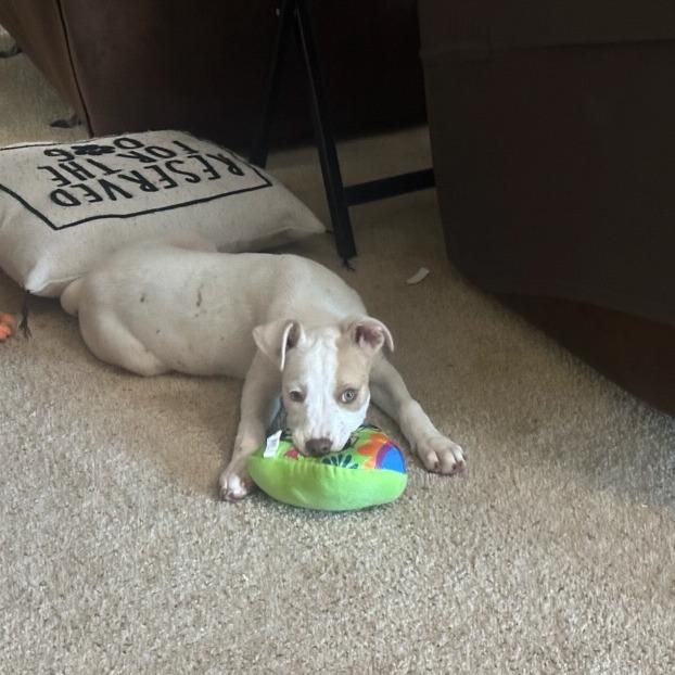 Enlarge Primrose, a Adoptable mixed breed in Duncan, OK image 2/6