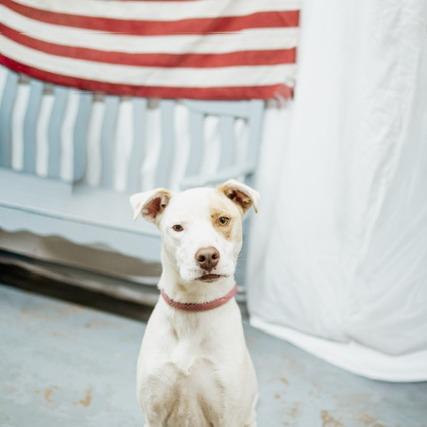 Primrose, a Adoptable mixed breed in Duncan, OK image 3/6