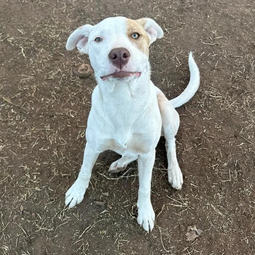 Enlarge Primrose, a Adoptable mixed breed in Duncan, OK image 3/6